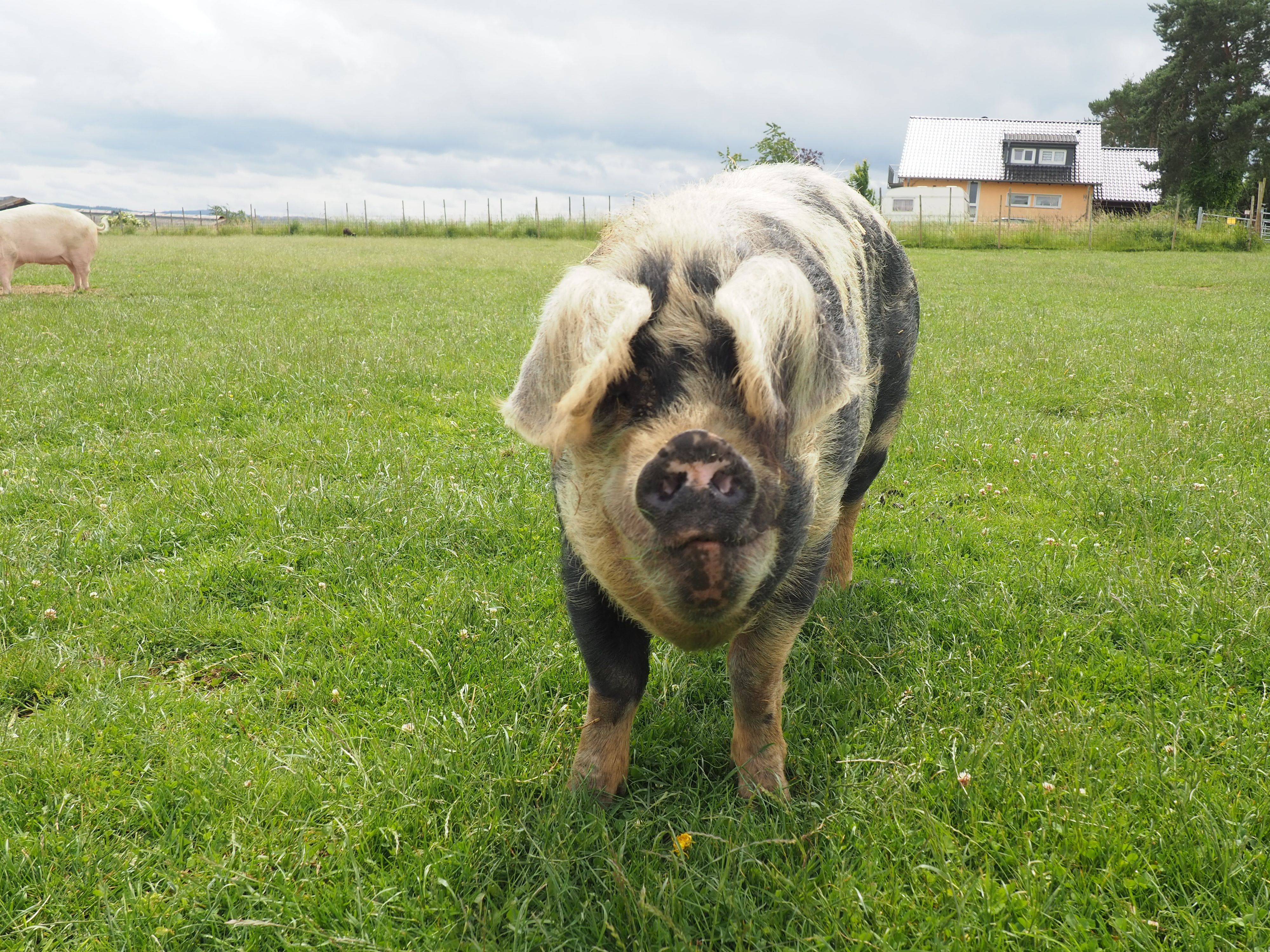 Ein geflecktes Schwein ist von vorne zu sehen.