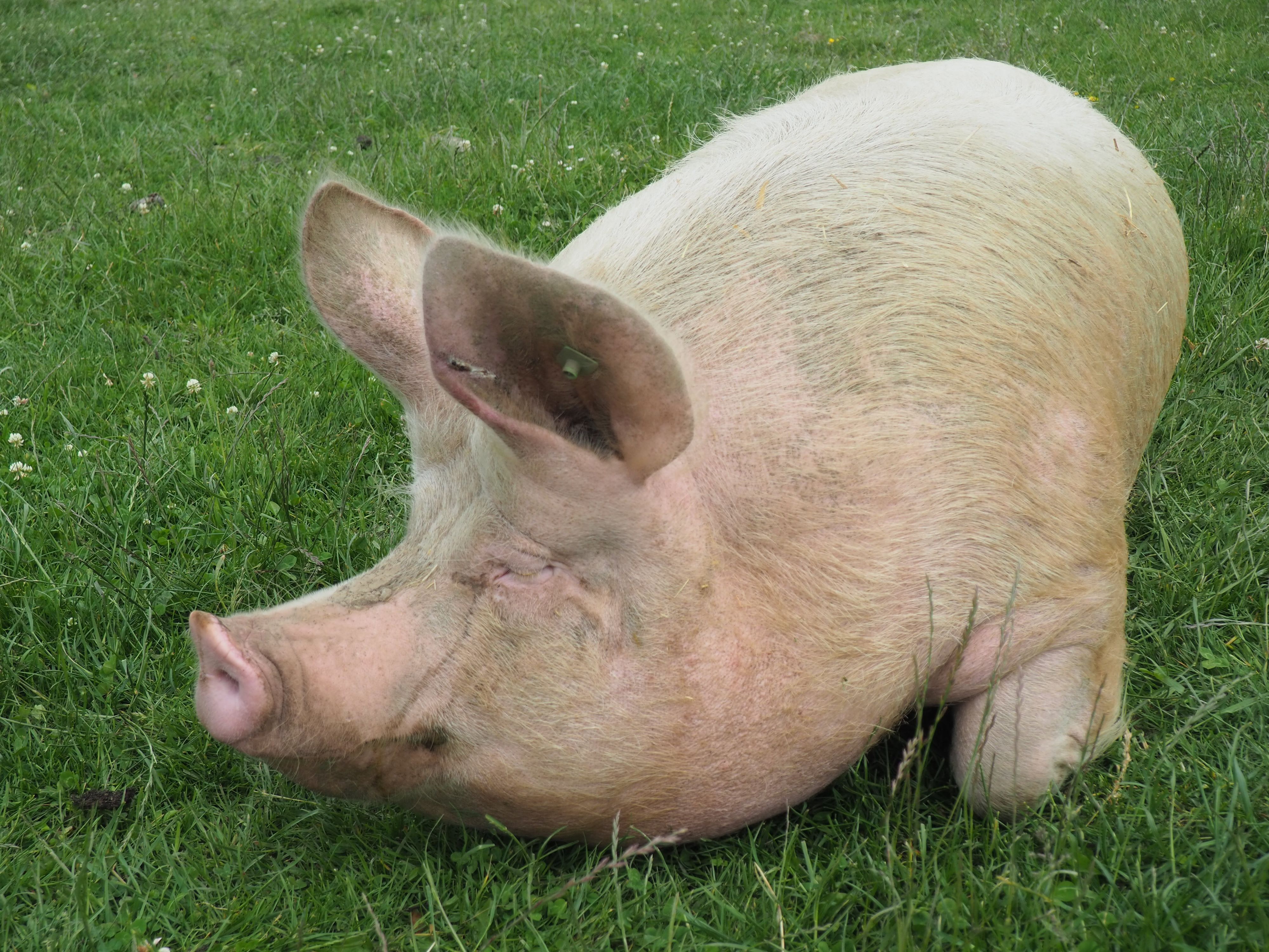 Ein Schwein liegt mit geschlossenen Augen auf einer Wiese.
