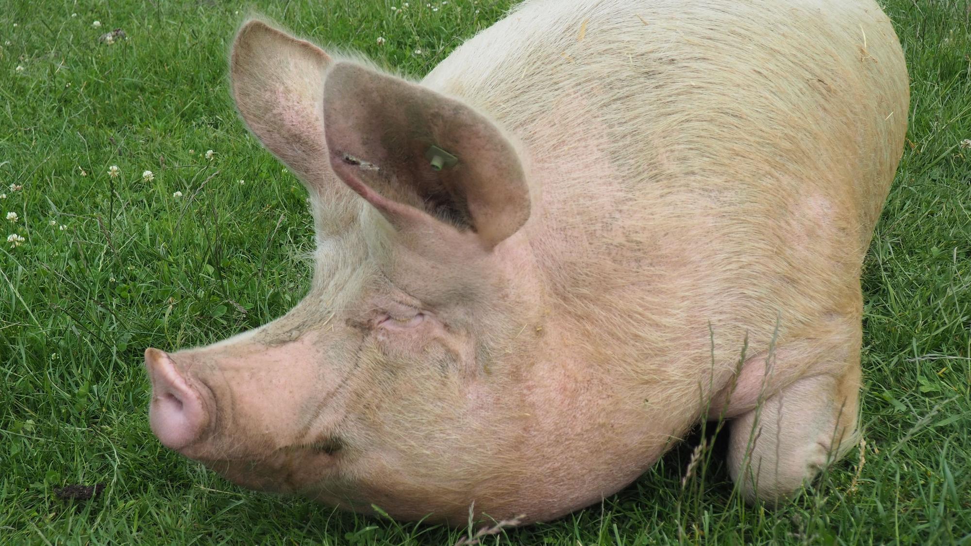 Ein Schwein liegt mit geschlossenen Augen auf einer Wiese.