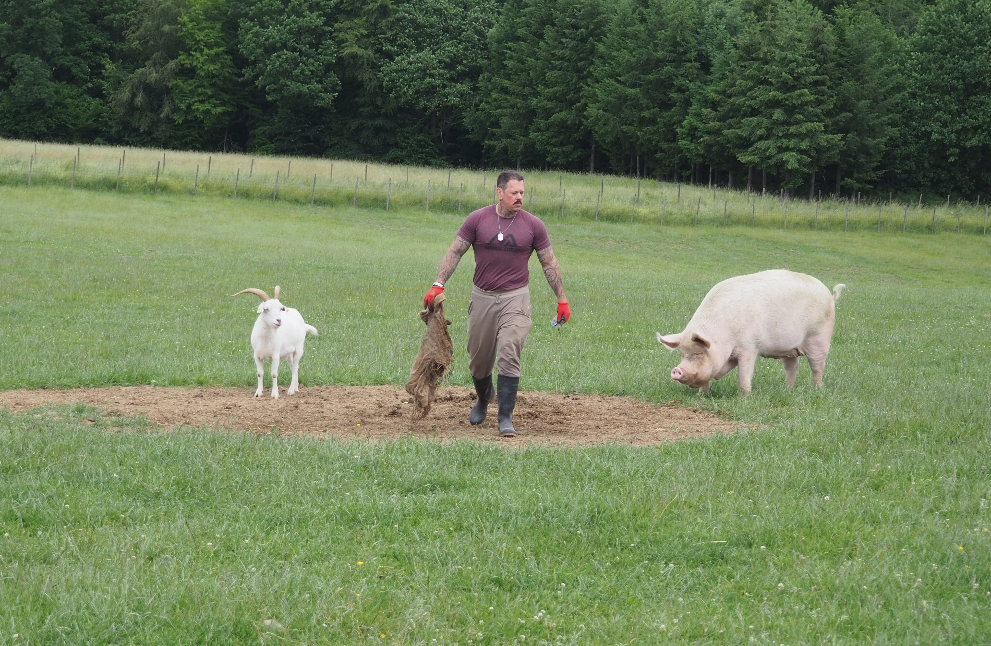 Ein Mann trägt einen leeren Kartoffelsack weg, eine Ziege und ein Schwein schauen ihm dabei zu.