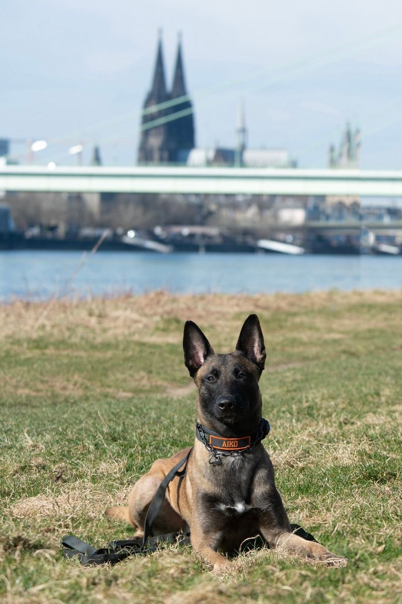 Diensthund Aiko sitzt auf einer Wiese am Rhein.