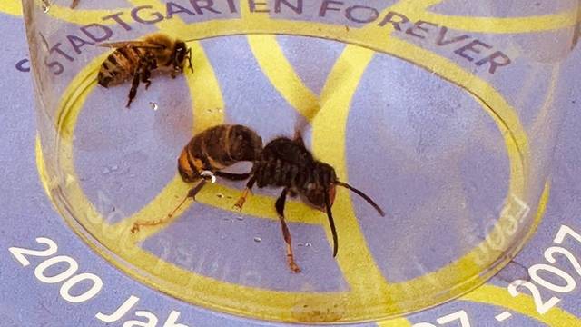 Eine asiatische Hornisse sitzt neben einer von ihr erbeuteten Biene, aus einem Bienenstock der Kölner Imkerin Iris Pinkepank.