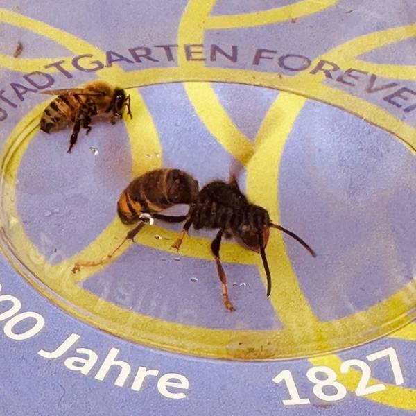 Eine asiatische Hornisse sitzt neben einer von ihr erbeuteten Biene, aus einem Bienenstock der Kölner Imkerin Iris Pinkepank.
