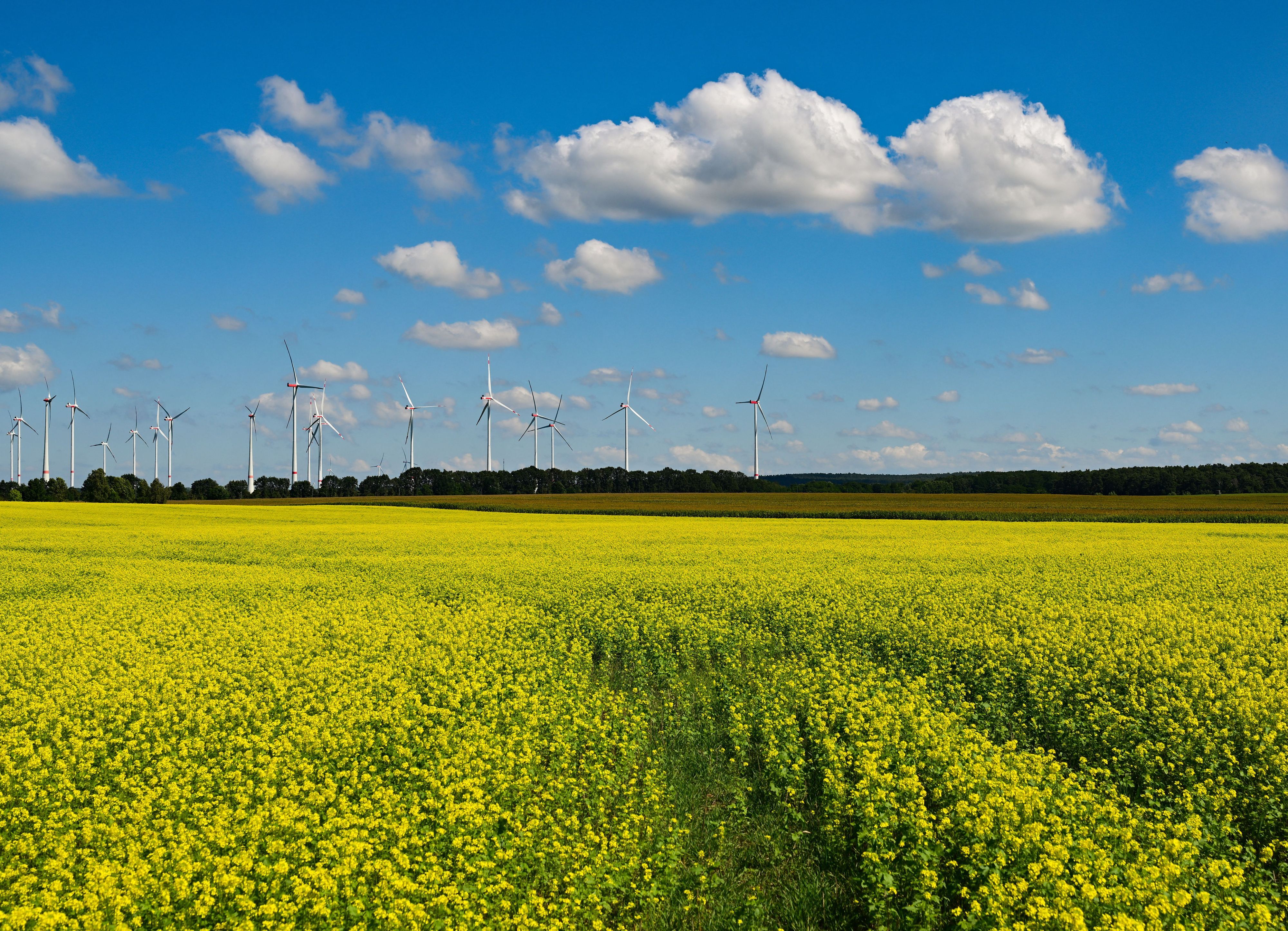 25.08.2026, Brandenburg, Jacobsdorf: Gelb blüht der Senf unter dem Sommerhimmel in der Landschaft im östlichen Brandenburg. Das markante Gelb der Senfblüten verwandelt die Felder jetzt in eine wichtige Spätweide für Bienen, bevor der Frost die Pflanzen im Winter auf natürliche Weise absterben lässt. Landwirte nutzen diese späte Blütezeit gezielt aus, um den Boden vor dem Winter optimal zu beschatten und die wertvolle Biomasse als biologischen Nährstoffspeicher für das nächste Frühjahr zu sichern. Foto: Patrick Pleul/dpa +++ dpa-Bildfunk +++