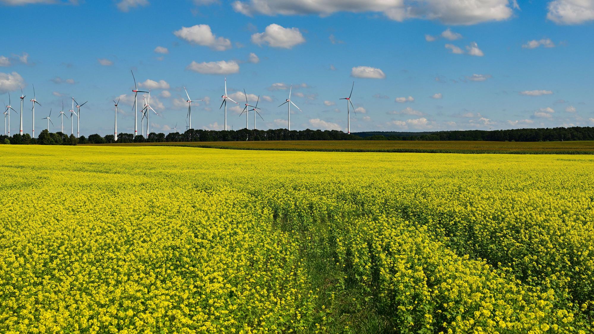 25.08.2026, Brandenburg, Jacobsdorf: Gelb blüht der Senf unter dem Sommerhimmel in der Landschaft im östlichen Brandenburg. Das markante Gelb der Senfblüten verwandelt die Felder jetzt in eine wichtige Spätweide für Bienen, bevor der Frost die Pflanzen im Winter auf natürliche Weise absterben lässt. Landwirte nutzen diese späte Blütezeit gezielt aus, um den Boden vor dem Winter optimal zu beschatten und die wertvolle Biomasse als biologischen Nährstoffspeicher für das nächste Frühjahr zu sichern. Foto: Patrick Pleul/dpa +++ dpa-Bildfunk +++