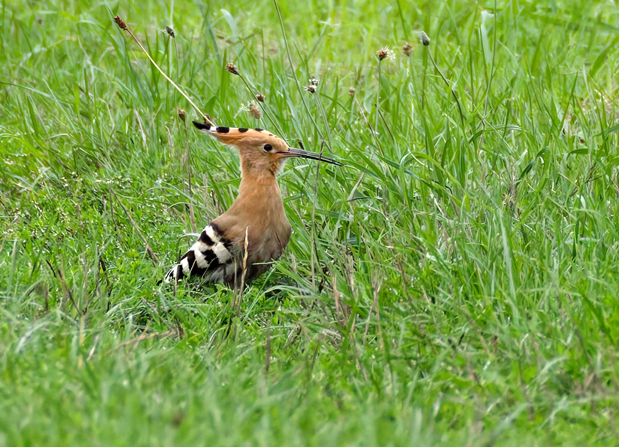 Ein Wiedehopf auf einer Wiese