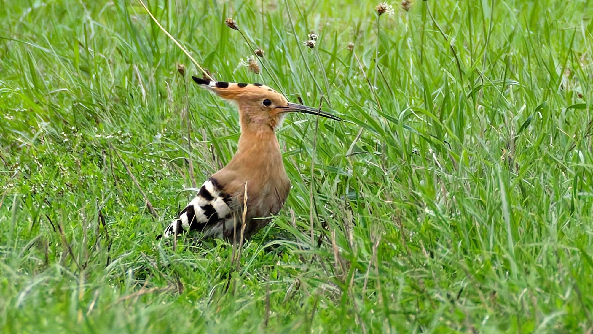 Ein Wiedehopf auf einer Wiese