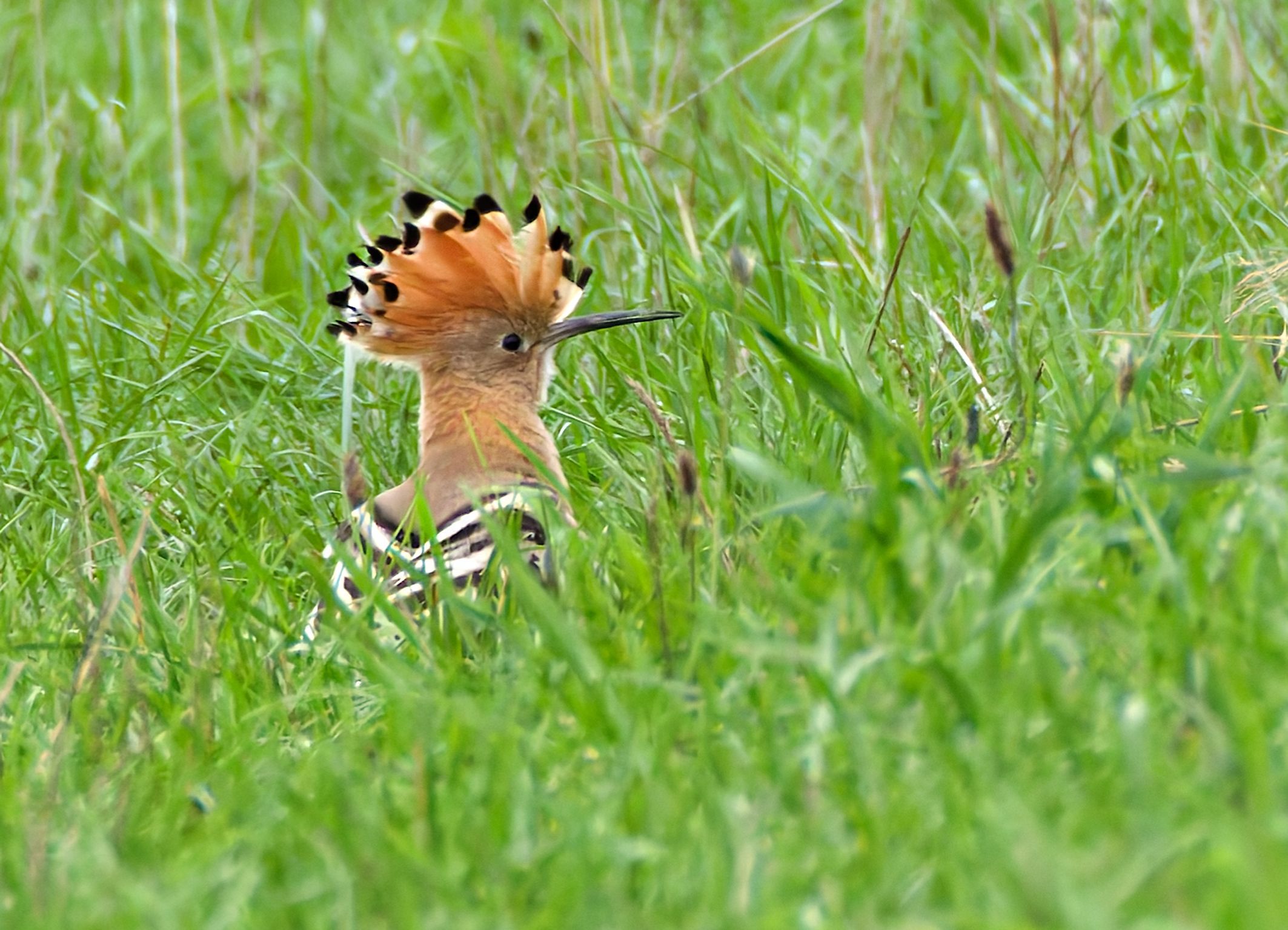 Ein Wiedehopf auf einer Wiese