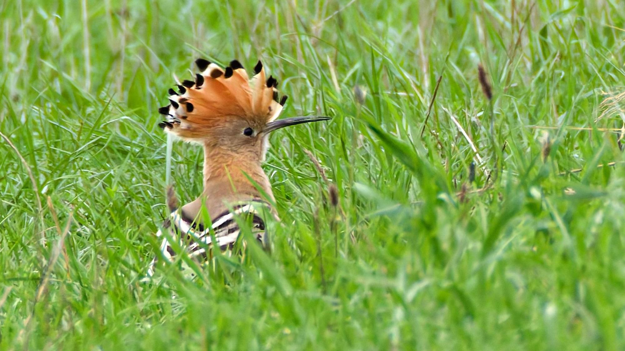 Ein Wiedehopf auf einer Wiese