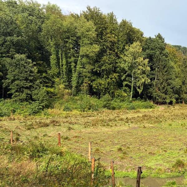 Neuer Lebensraum: Auf dem ehemaligen Seegrund im Diepental ist eine artenreiche Landschaft entstanden.