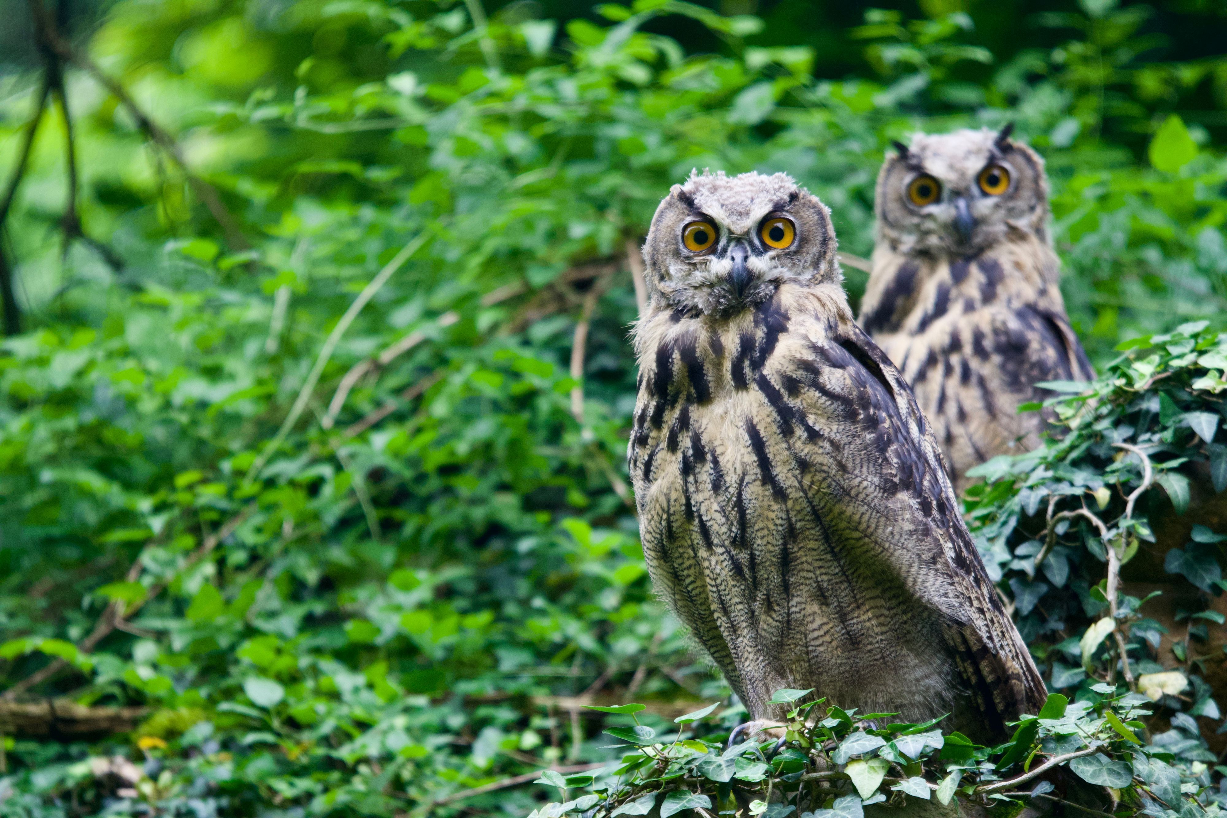In Oberkassel ließen sich junge Uhus fotografieren