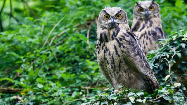 In Oberkassel ließen sich junge Uhus fotografieren