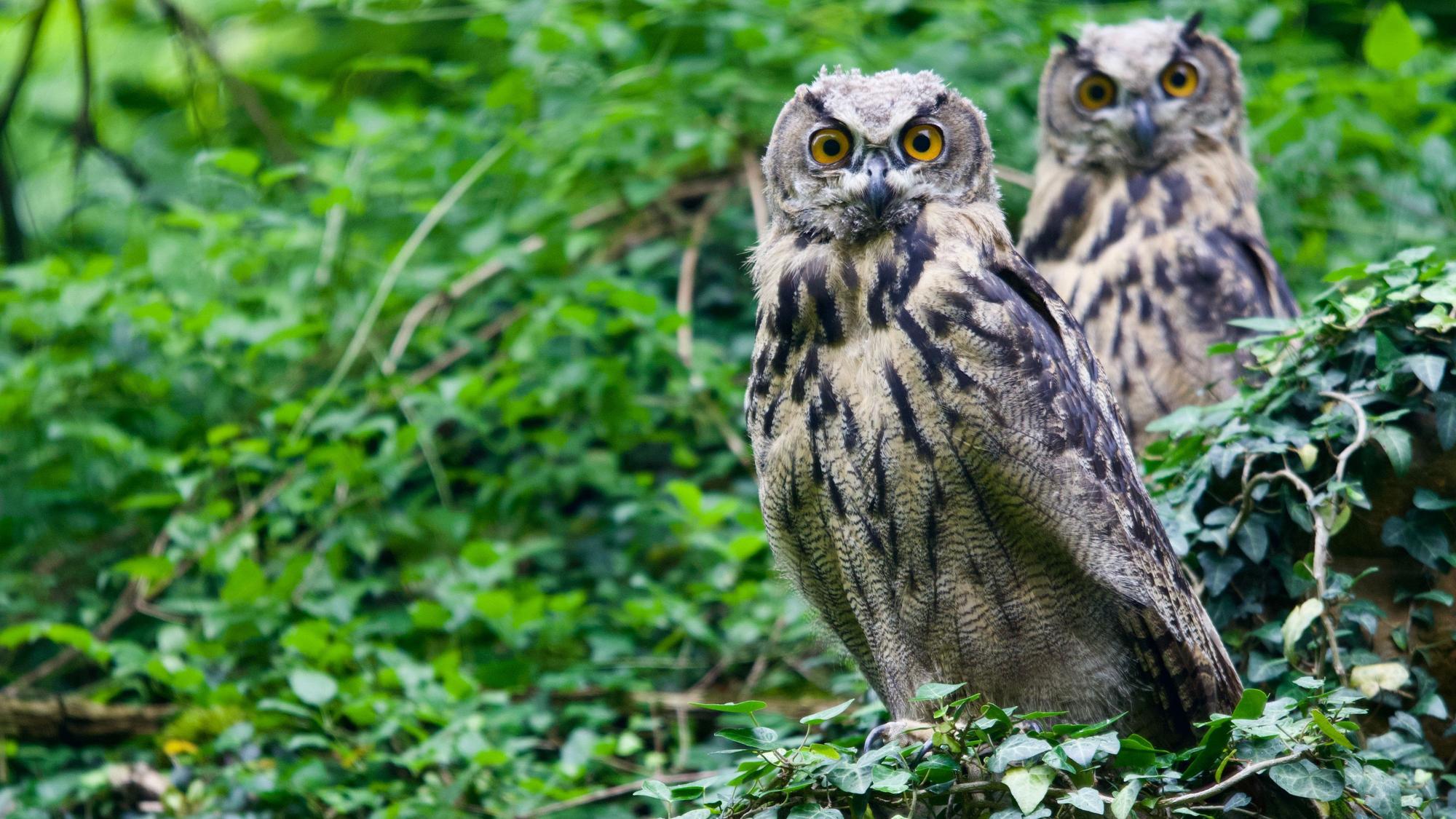 In Oberkassel ließen sich junge Uhus fotografieren