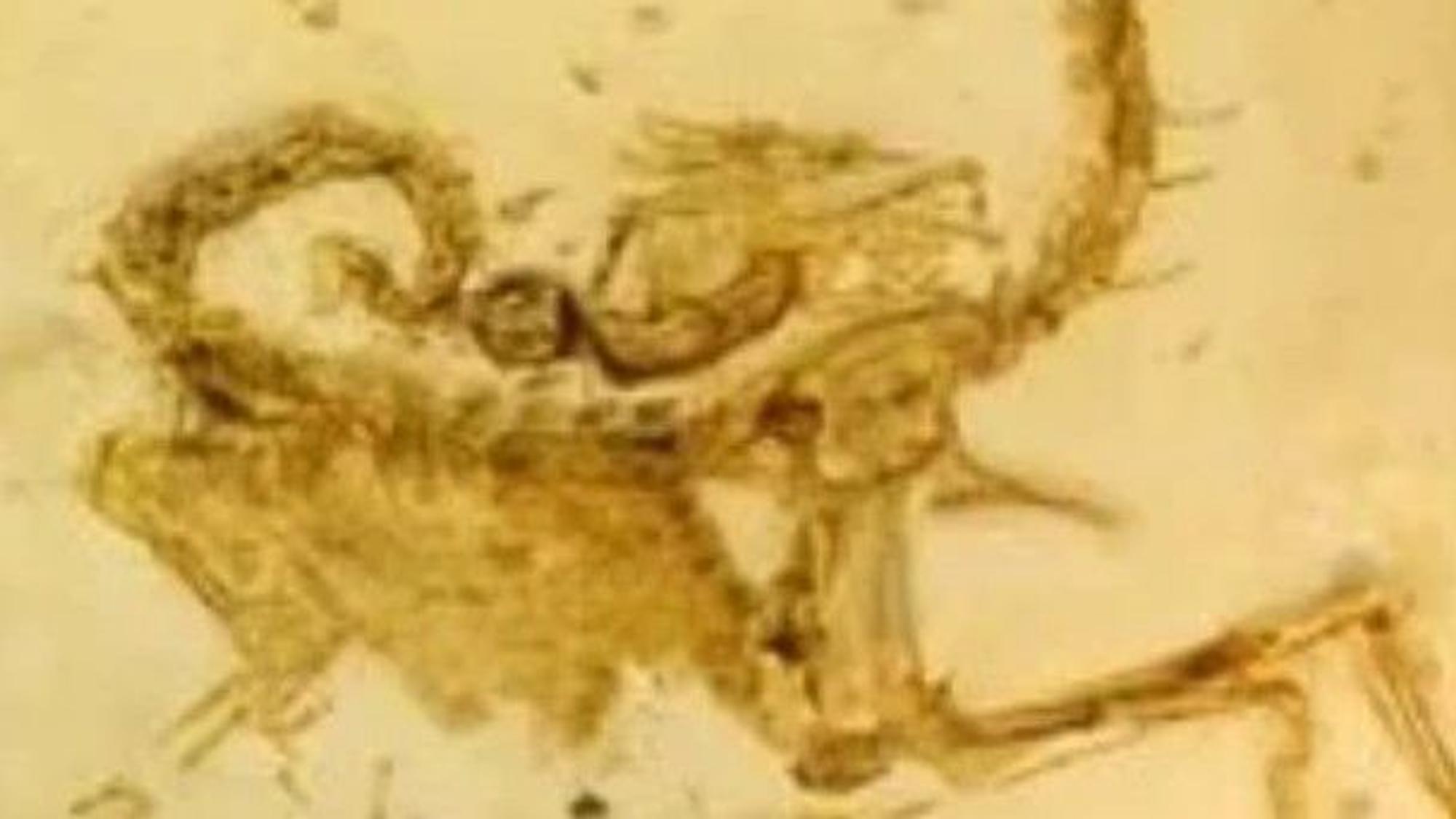 Diese seltenen Fossilien wurden gestohlen. Die Polizei bittet um Hinweise.
