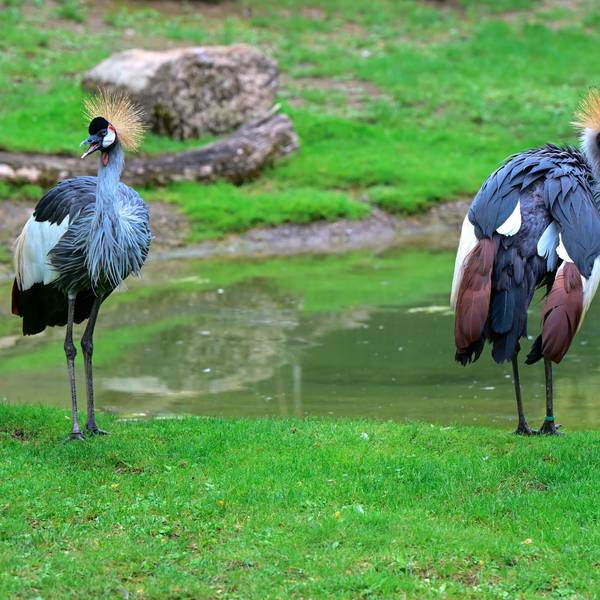 Das Kronenkranich-Paar Kibo und Mara im Hippodrom des Kölner Zoos.