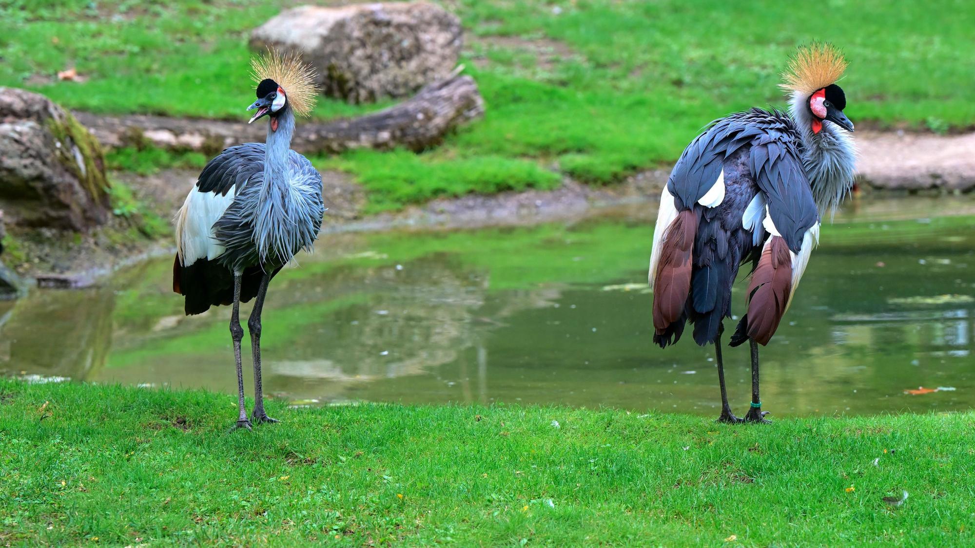 Das Kronenkranich-Paar Kibo und Mara im Hippodrom des Kölner Zoos.