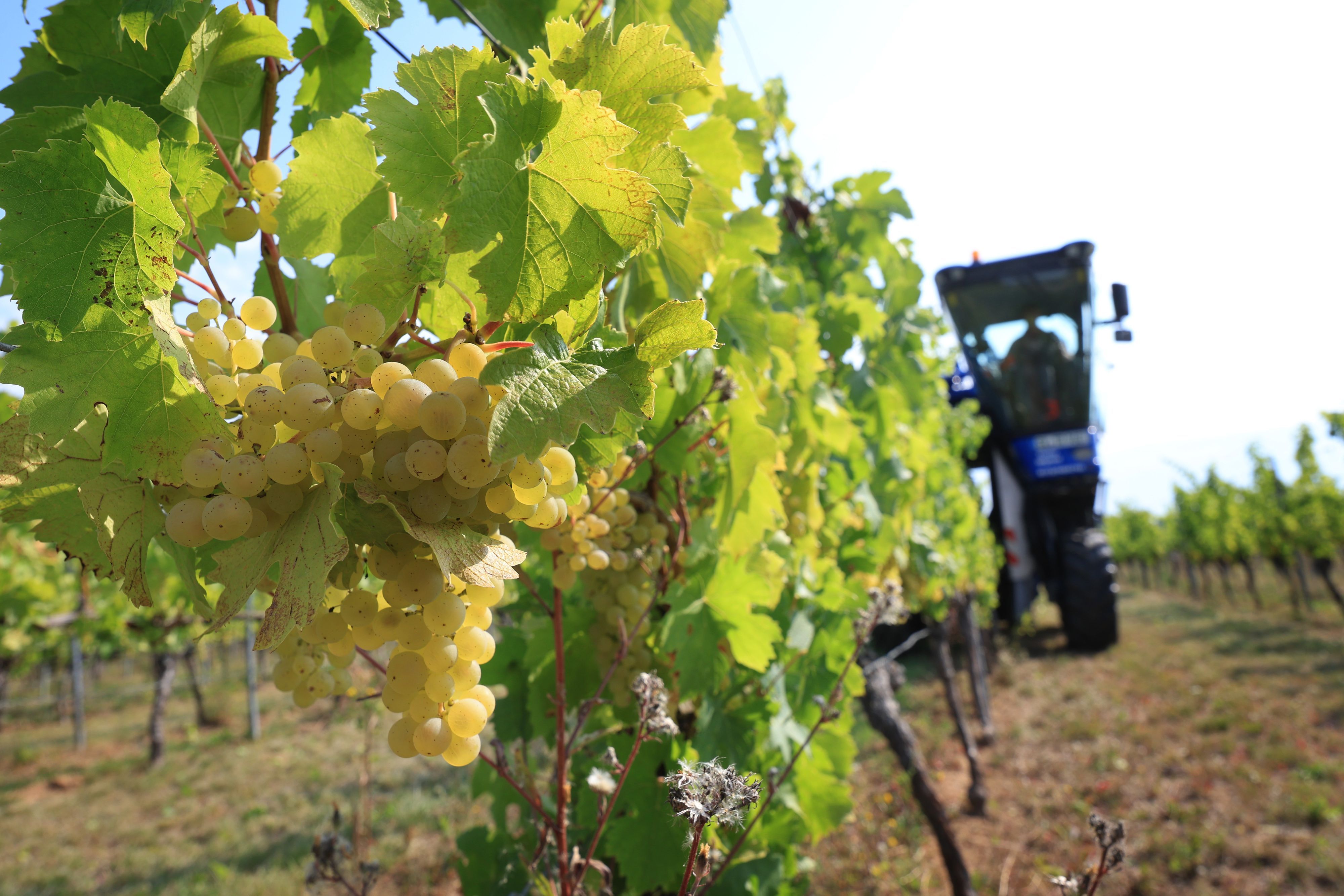 Ein Vollernter erntet in einem Weinberg Weintrauben.