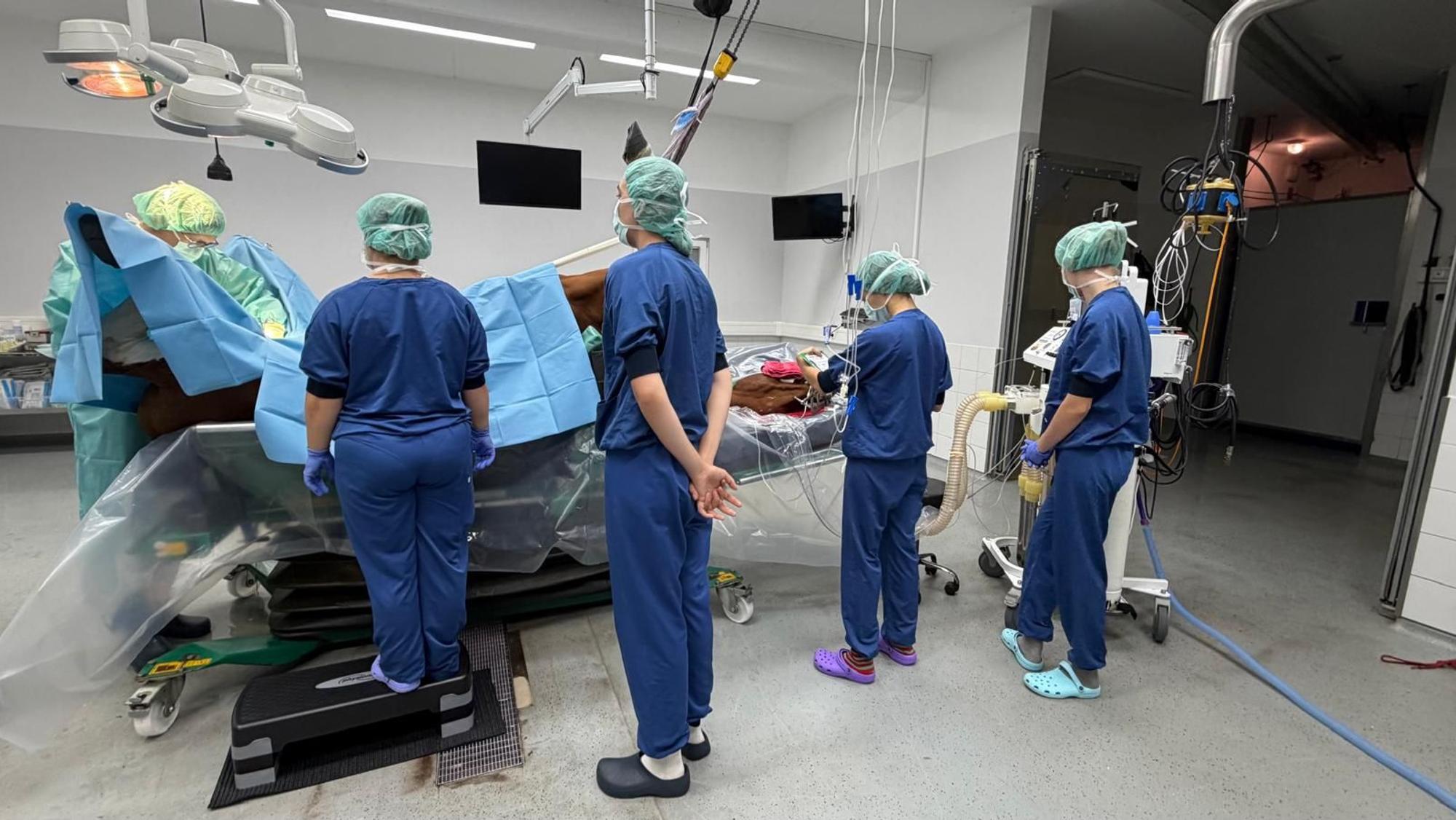 Bis zu 1500 Operationen werden jedes Jahr in der Pferdeklinik Leichlingen durchgeführt.