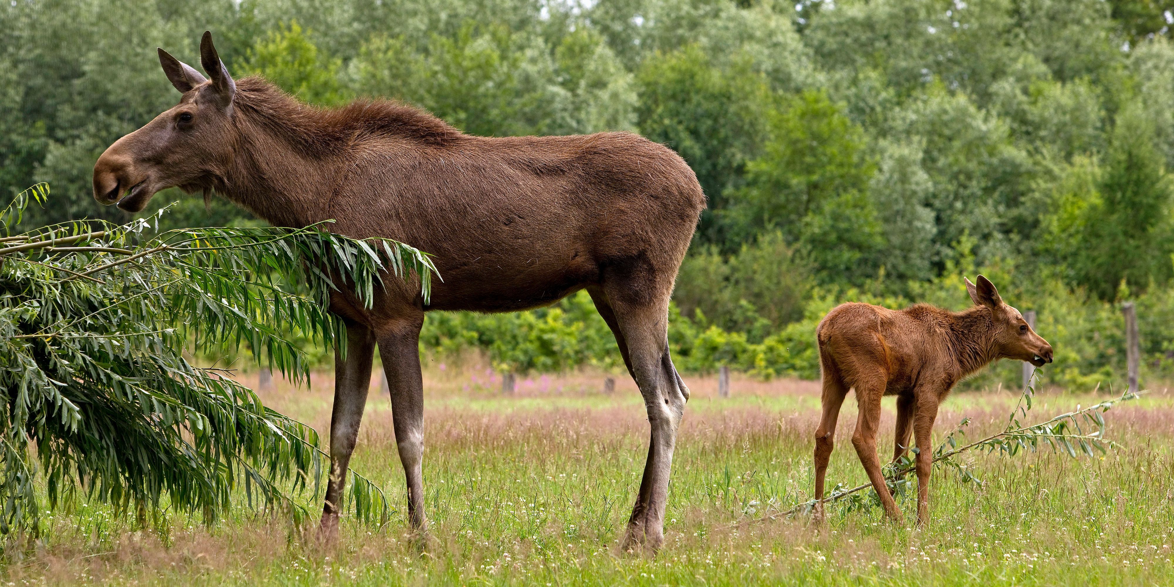 Elchkuh mit Elchkalb.