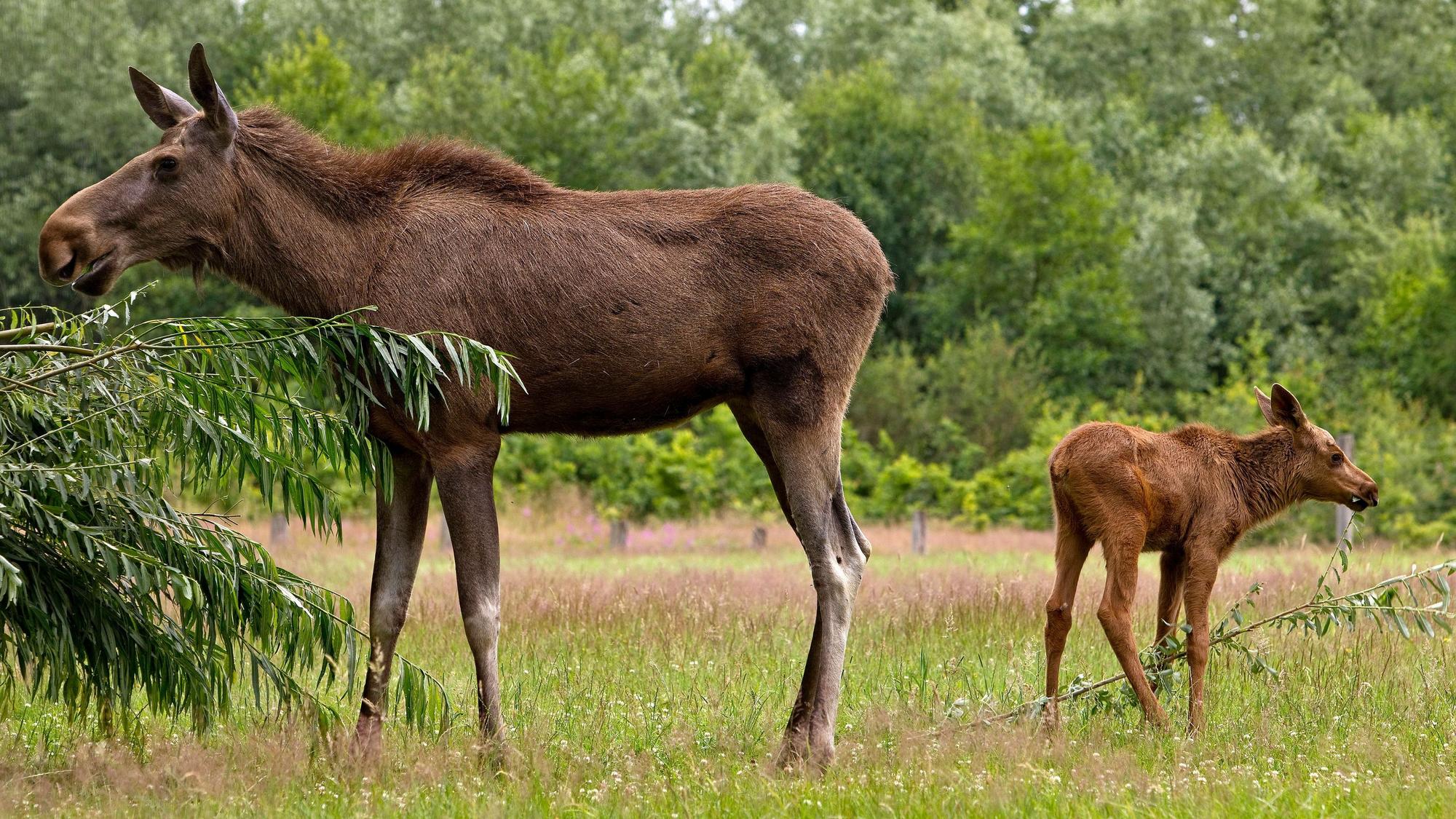 Elchkuh mit Elchkalb.