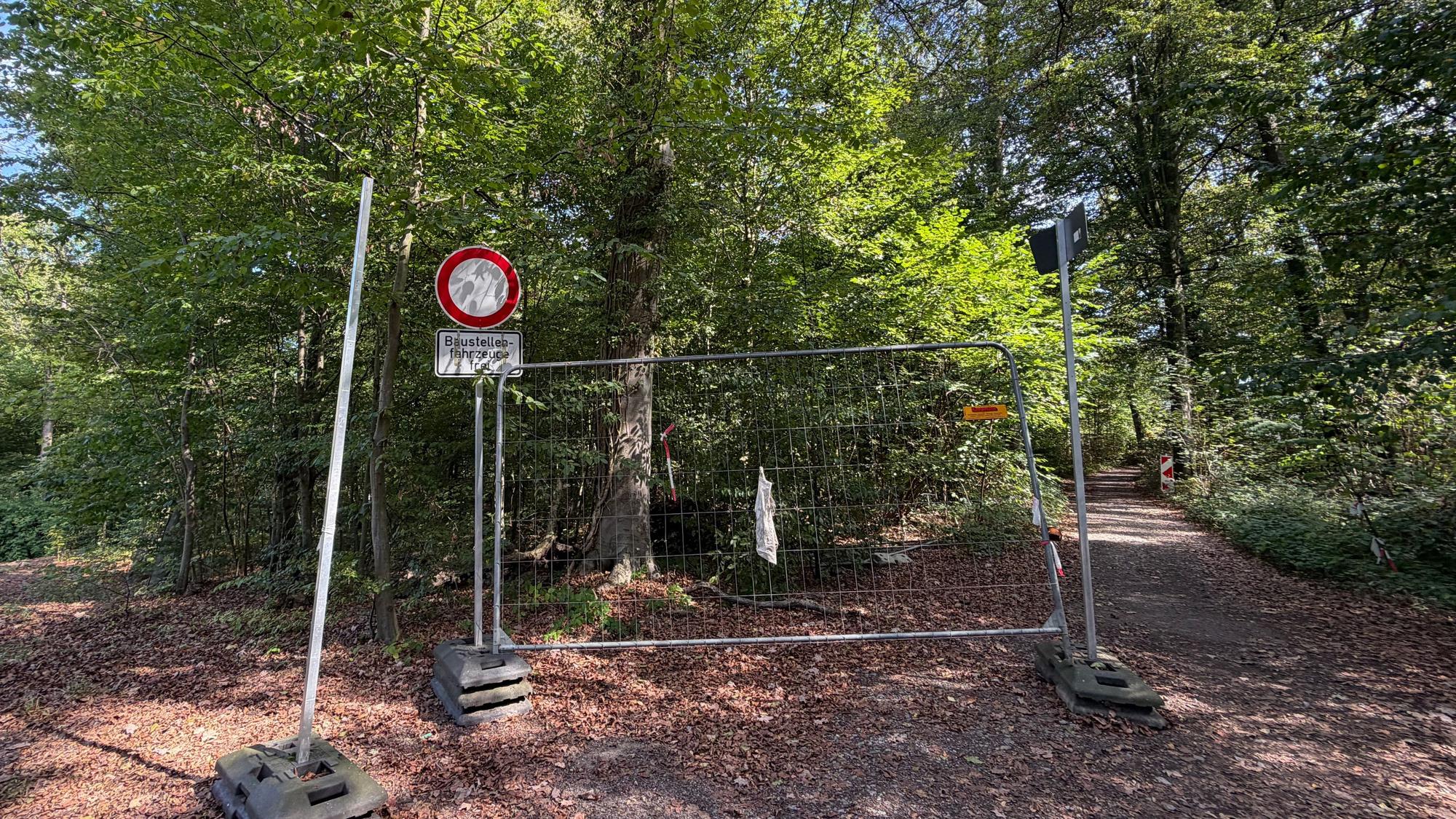 Eine Baustraße führt durch ein Waldstück.