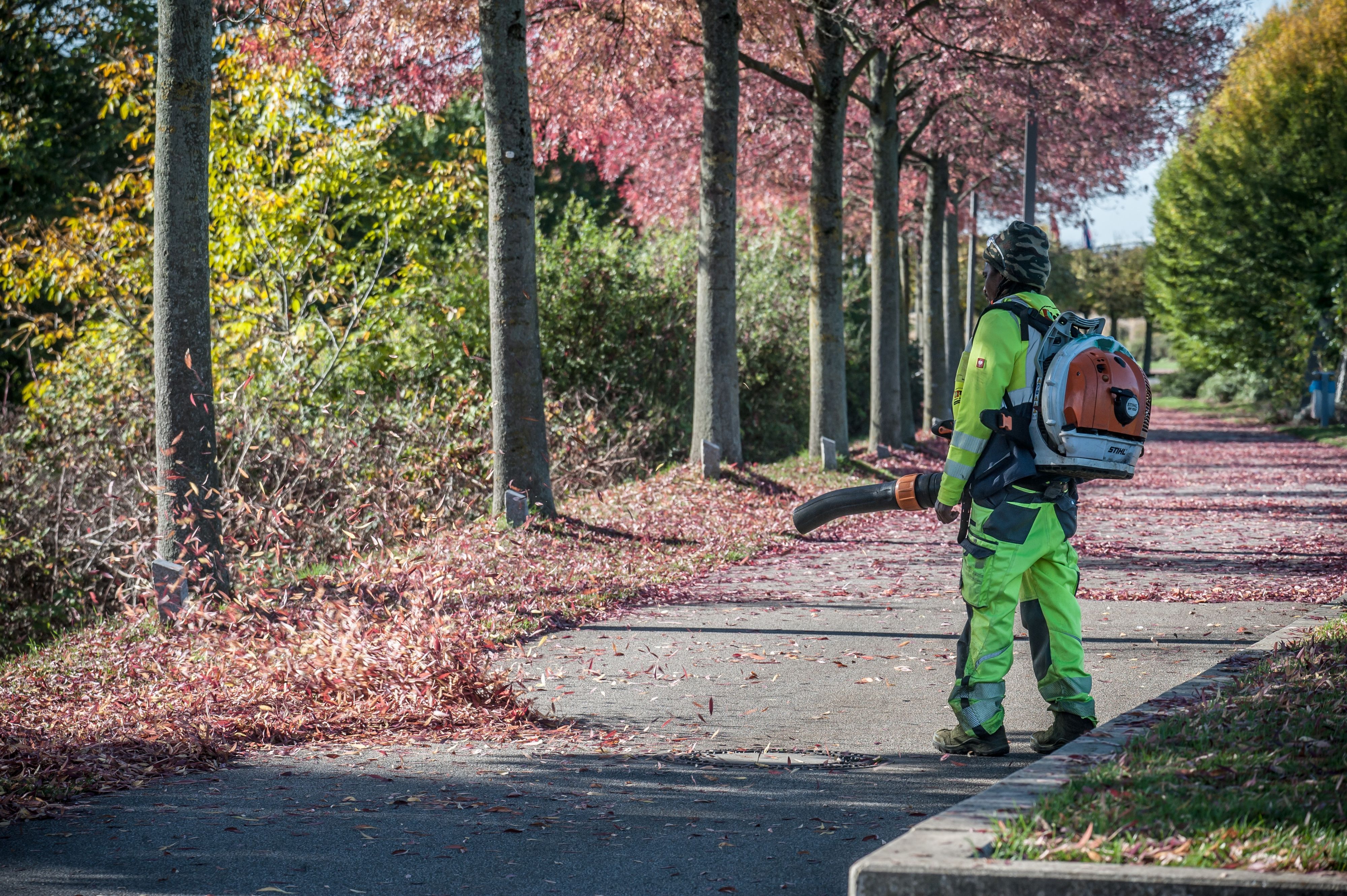 Die Technischen Betriebe Leverkusen sammeln im Herbst verstärkt das Laub der rund 13.000 städtischen Straßenbäume ein.