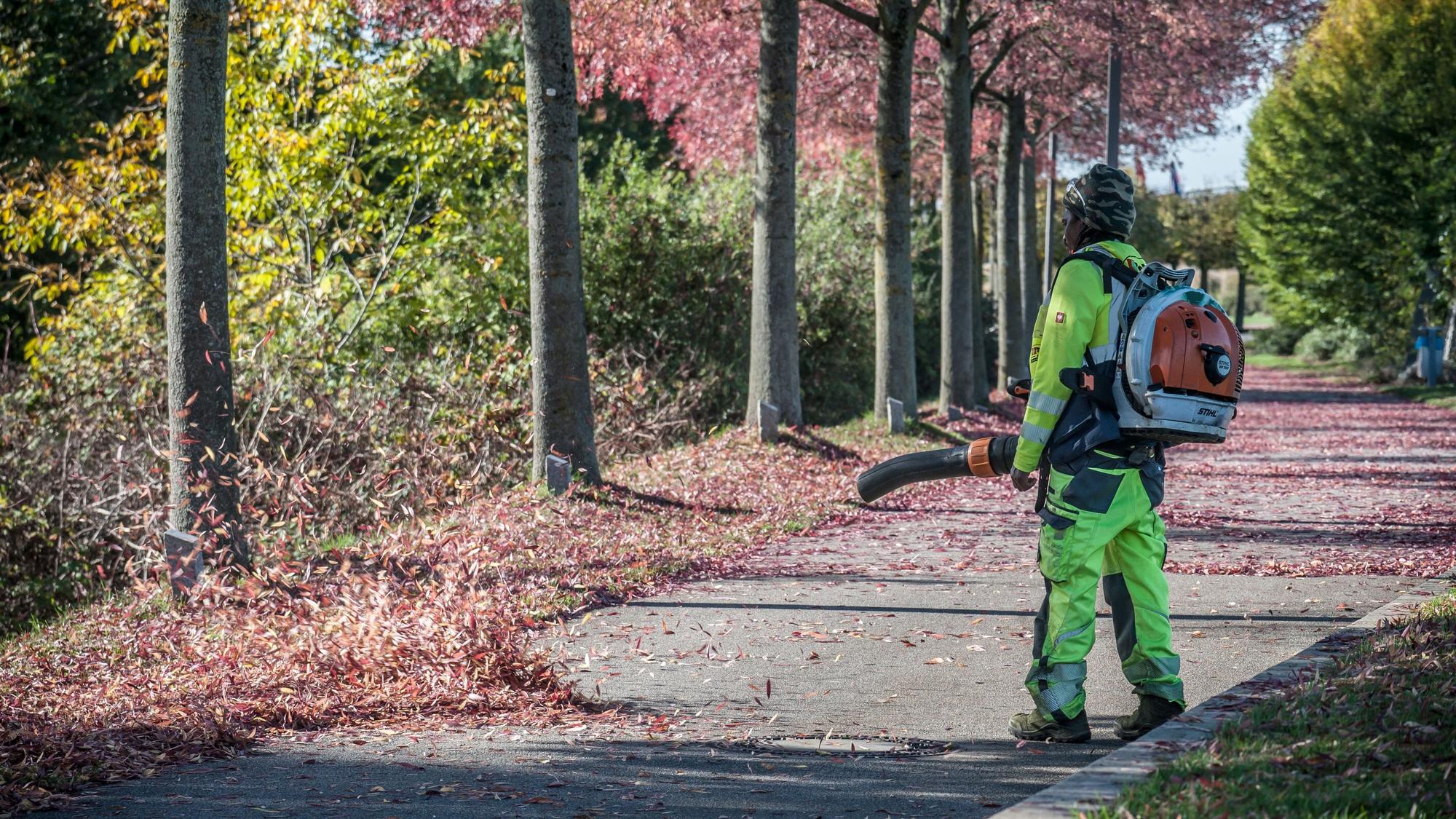 Die Technischen Betriebe Leverkusen sammeln im Herbst verstärkt das Laub der rund 13.000 städtischen Straßenbäume ein.
