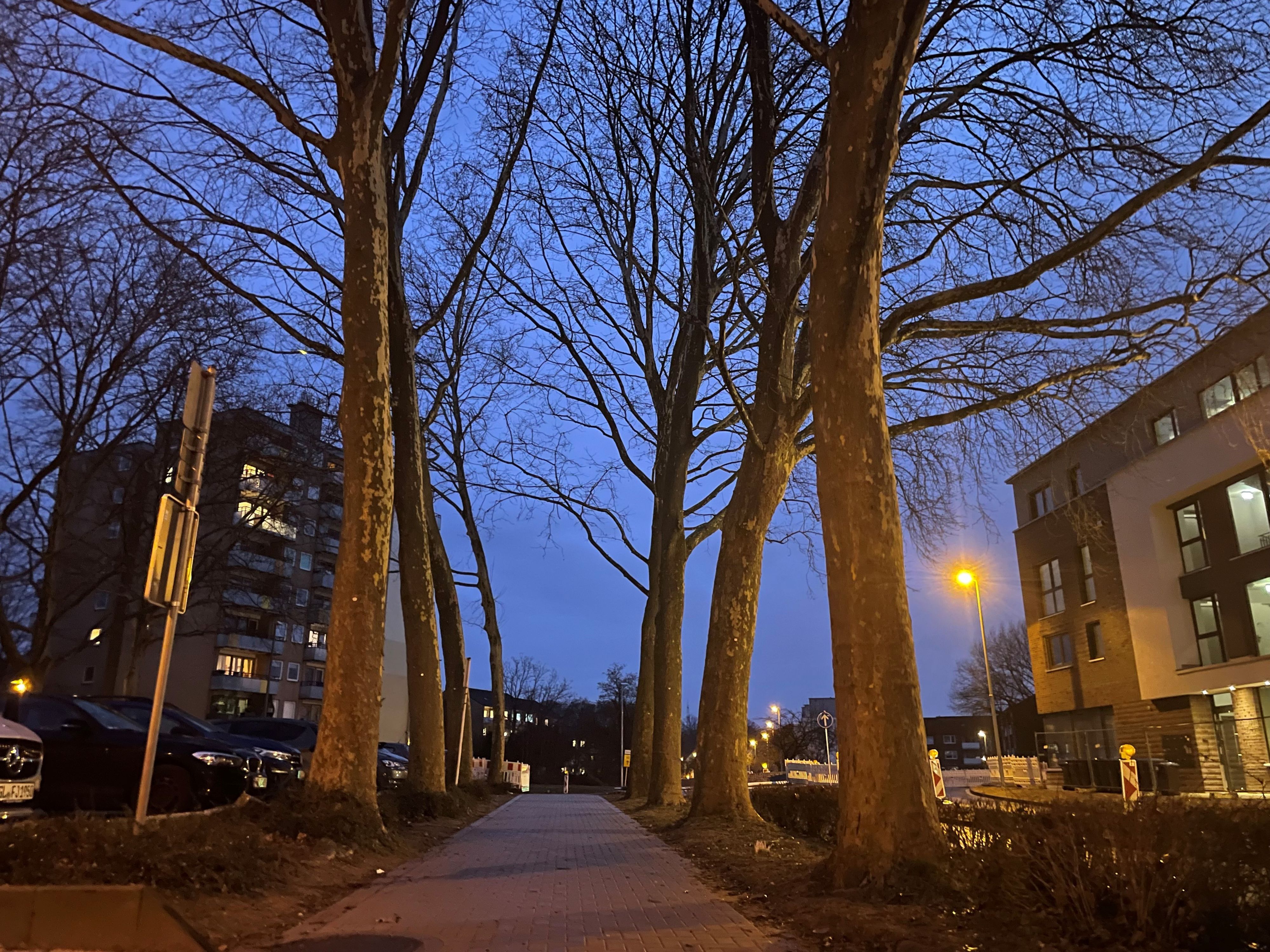 Leichlingen hat inzwischen eine Baumschutzsatzung, manchen geht sie allerdings nicht weit genug.