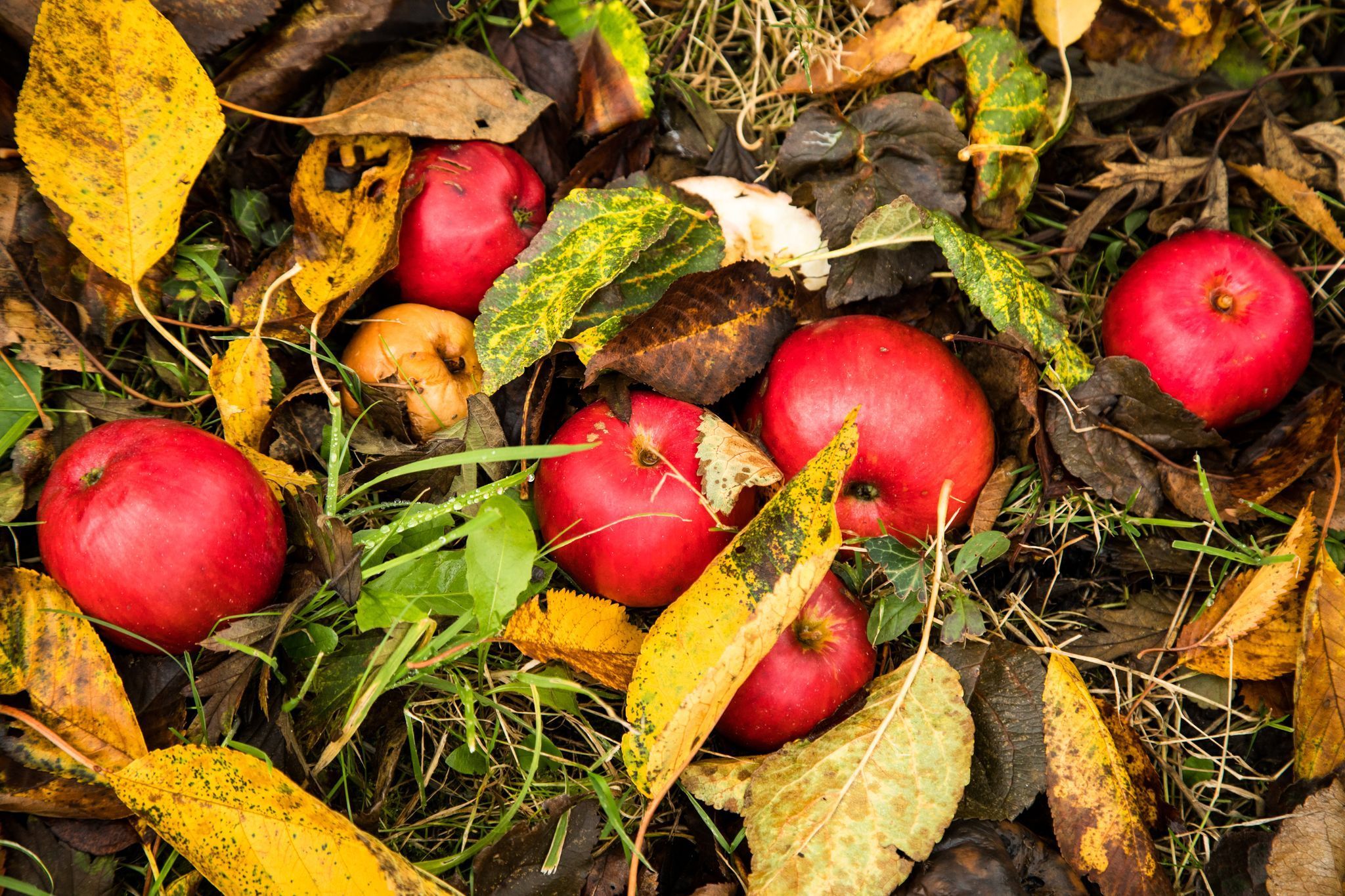 Äpfel im Herbstlaub