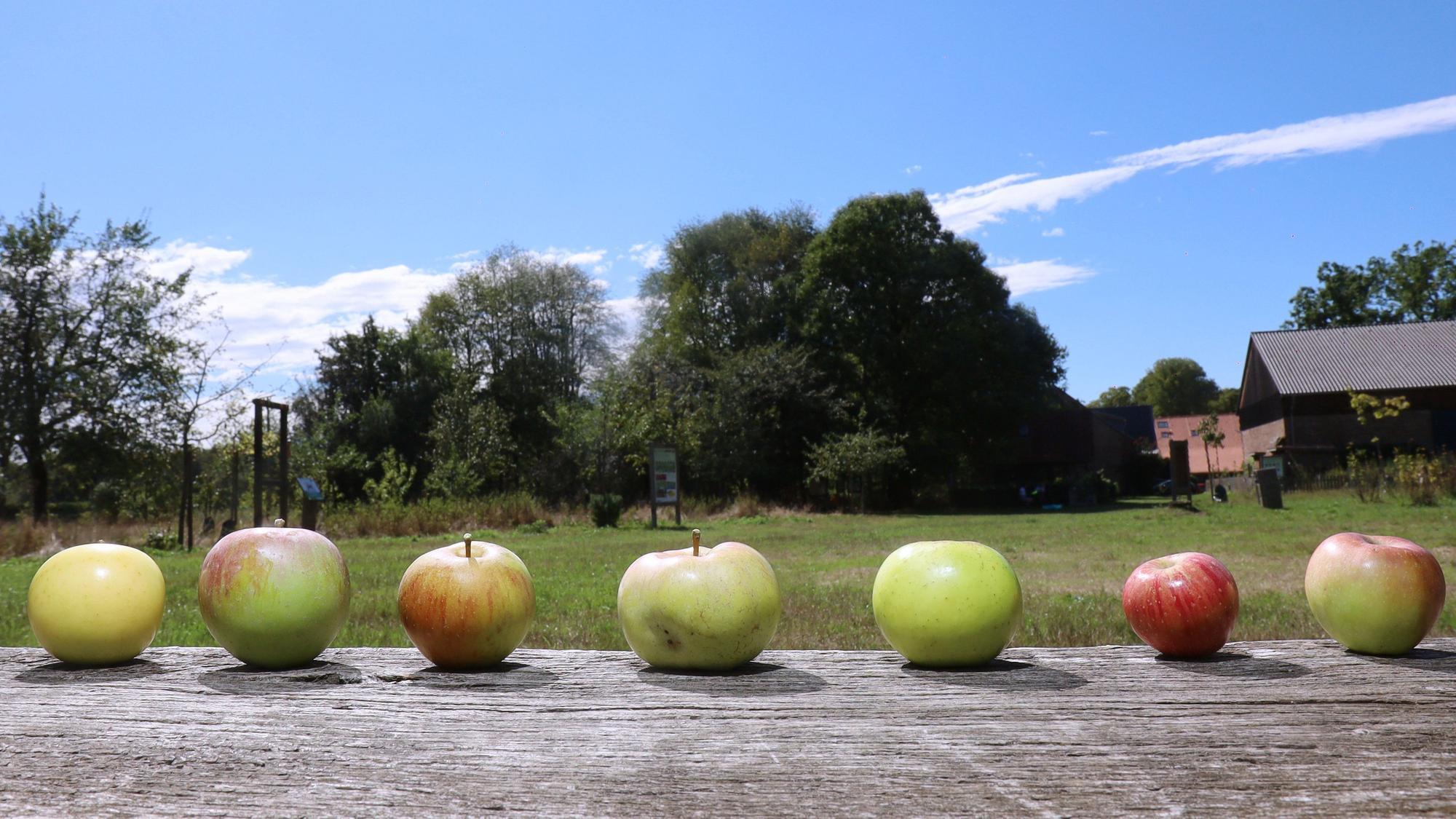 Eine Reihe alter Apfelsorten: Gelber Edelapfel, Roter Eiserapfel, Weißer Wintercalvill, Ontario, Schneiderapfel, Rote Sternrenette, Weißer Klarapfel (v. l.)