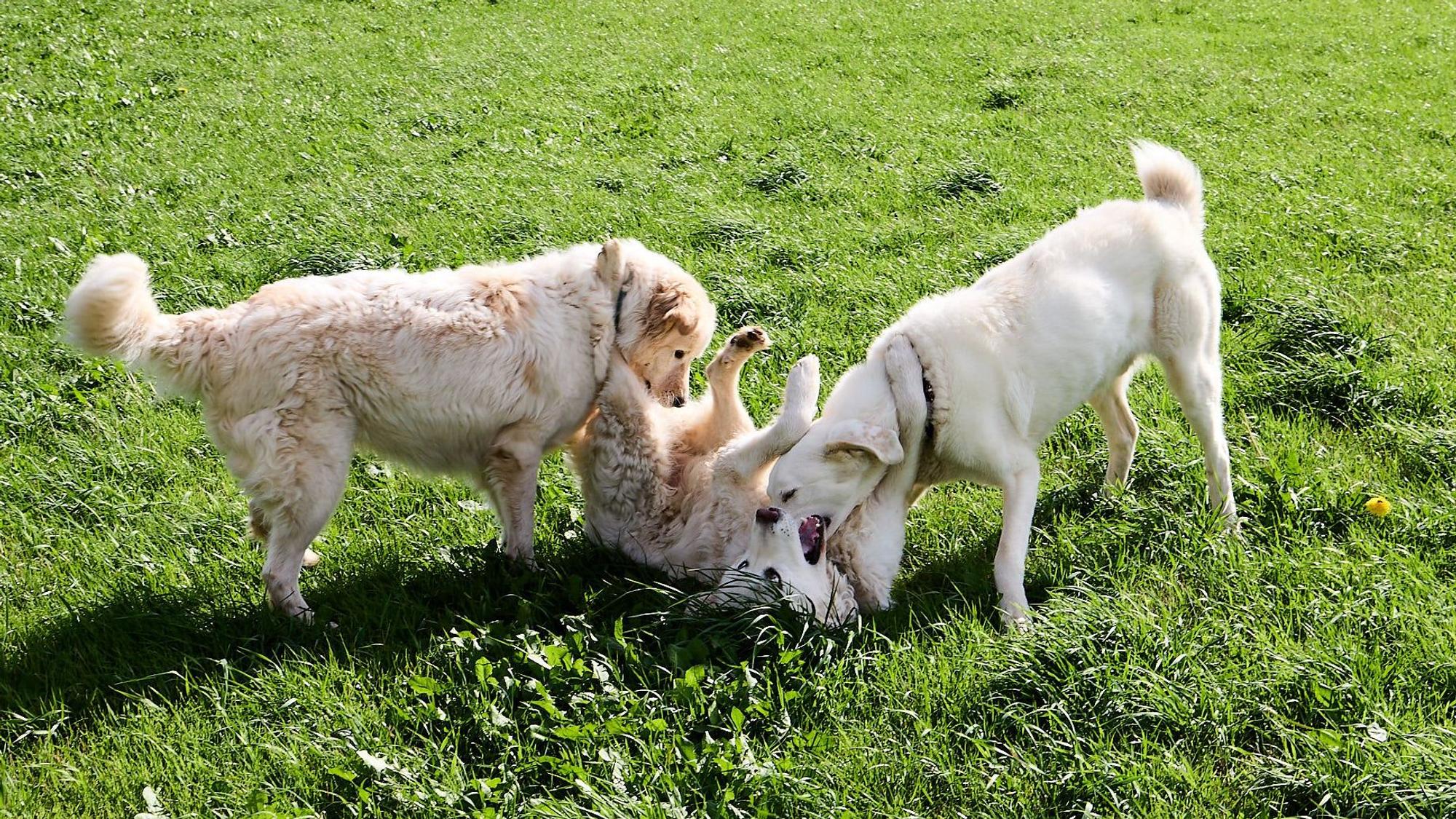 Drei Hunde toben auf einer Wiese in der Eifel.