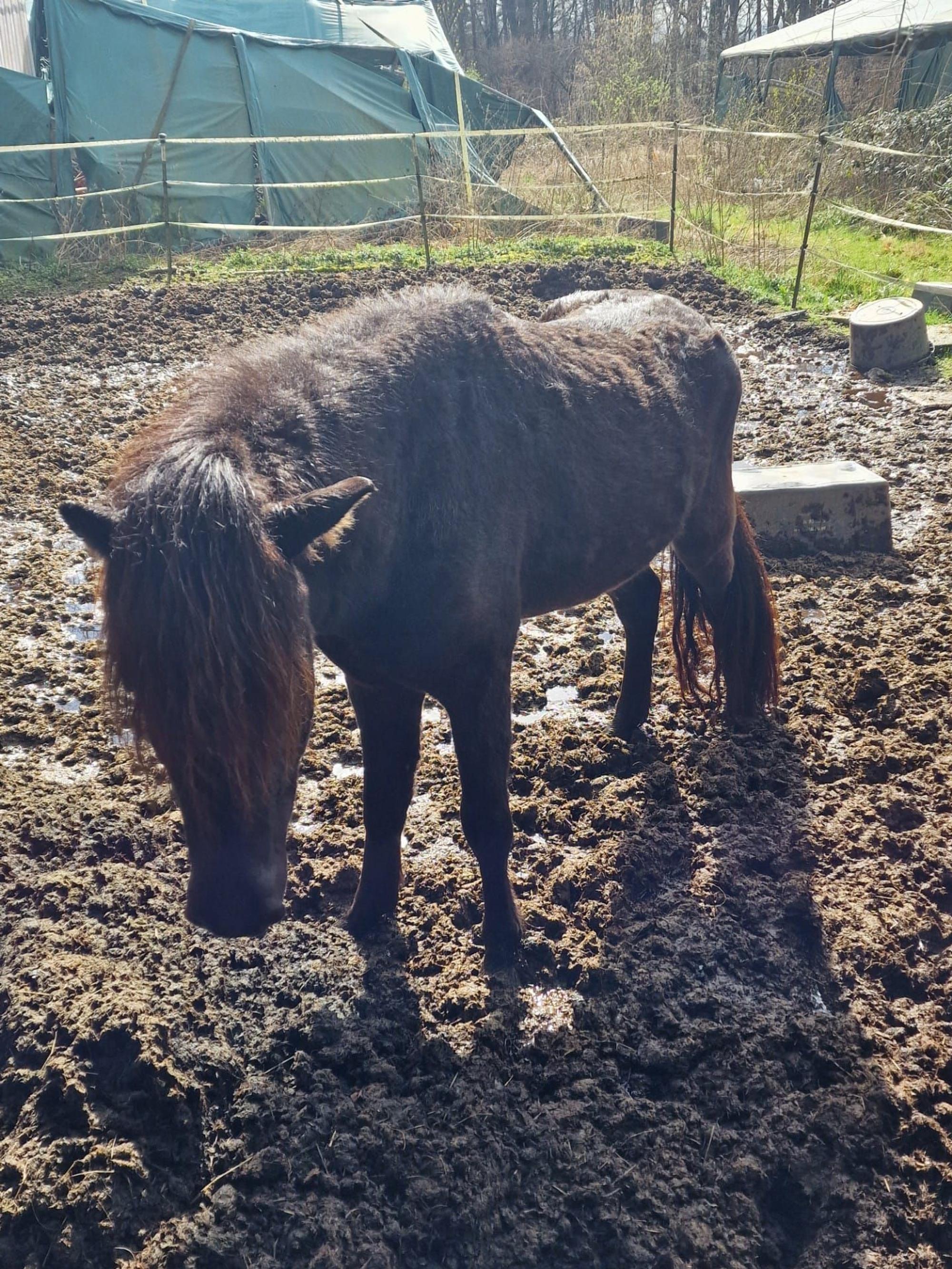 Tief im Matsch und Kot und ohne Futter: So fanden die Kreisveterinäre in Königswinter Dutzende Islandpferde vor. Diese wurden dem Halter fortgenommen.