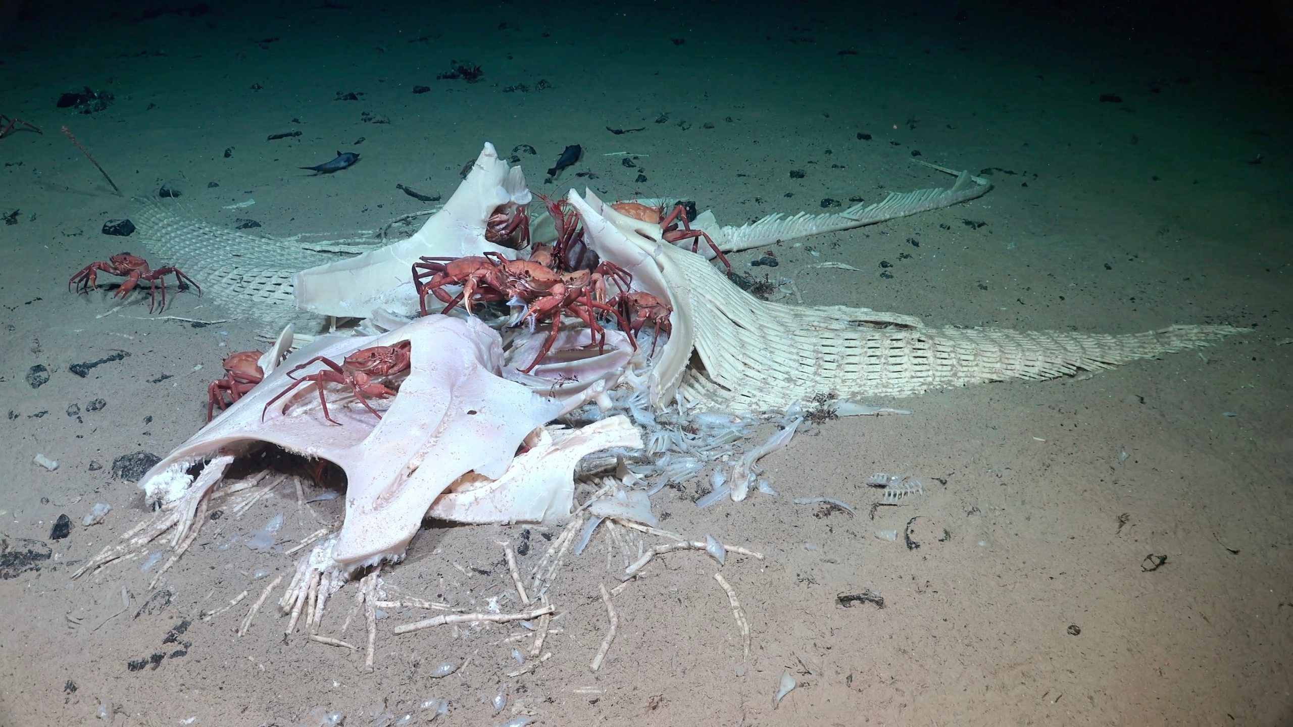 Ein Mantarochen taucht in einer Tiefe von 1.025 Metern vor der Küste von Trinidad und Tobago ab.