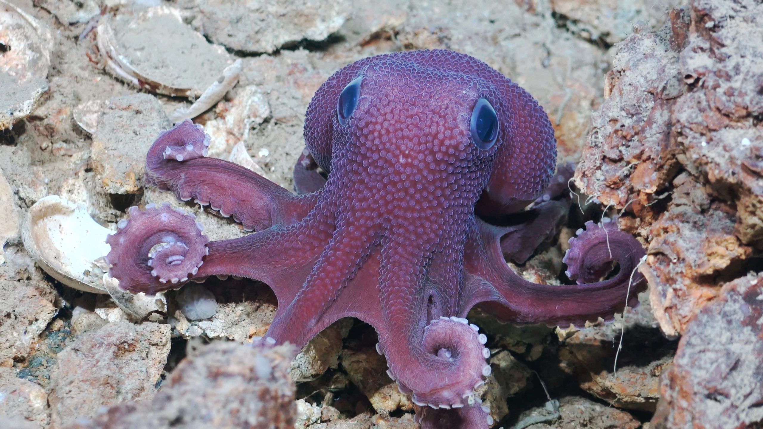 Dieser freundlich aussehende Kerl ist ein Graneledone-Oktopus, eine vermutlich neue Art, die bei der jüngsten Expedition gesichtet wurde.