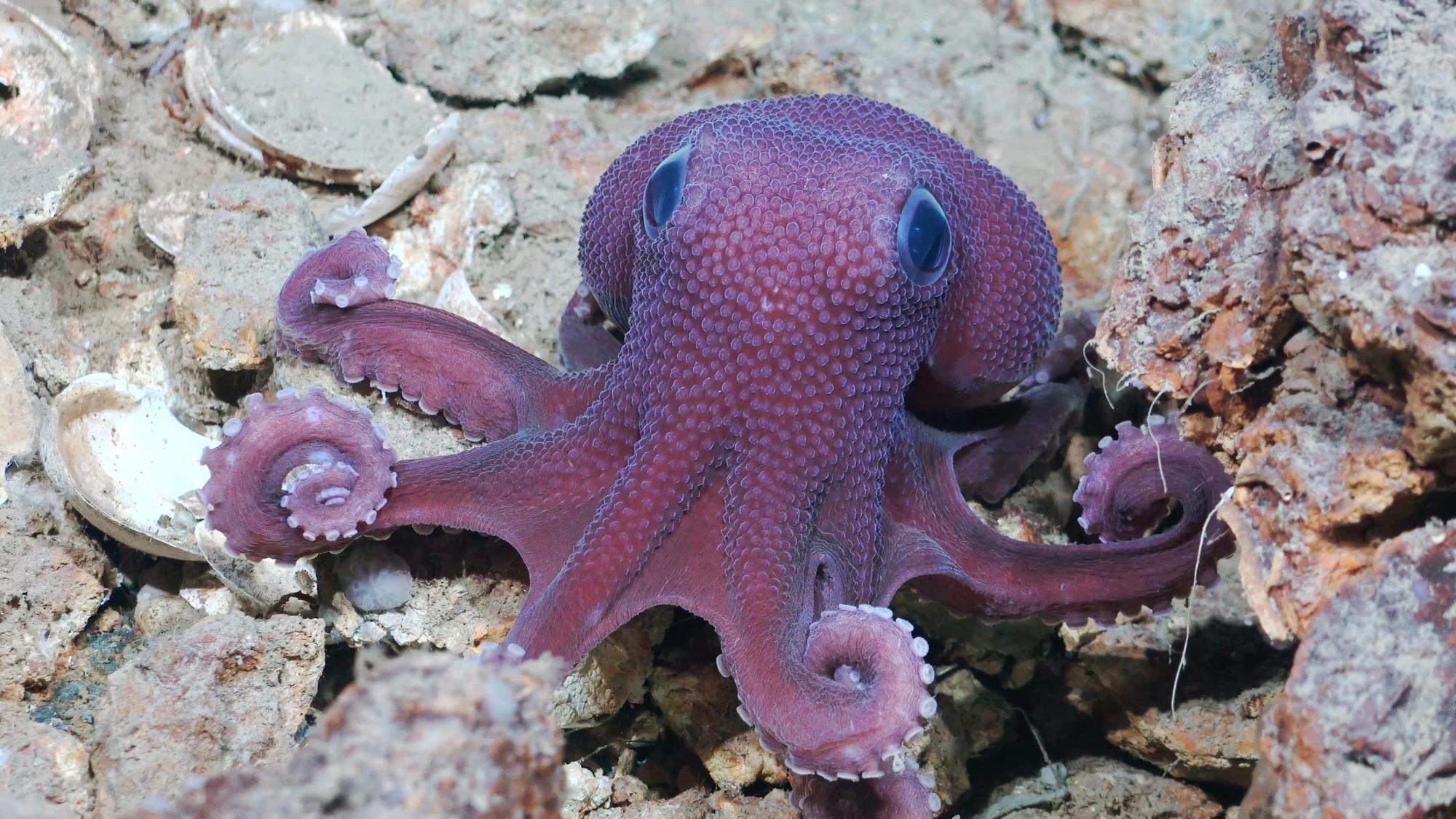 Dieser freundlich aussehende Kerl ist ein Graneledone-Oktopus, eine vermutlich neue Art, die bei der jüngsten Expedition gesichtet wurde.