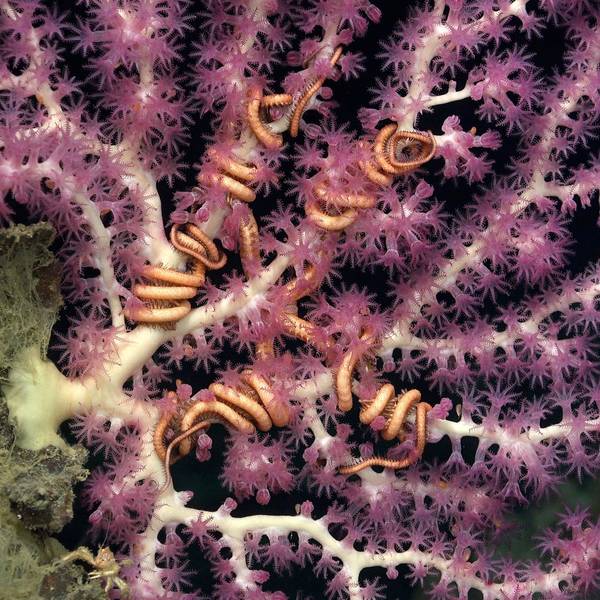 Schlangensterne klammern sich vor der Küste von Trinidad und Tobago an eine Tiefseekoralle. Ein Forschungsteam unter Leitung von Dr. Diva Amon dokumentierte dort seltene Ökosysteme.