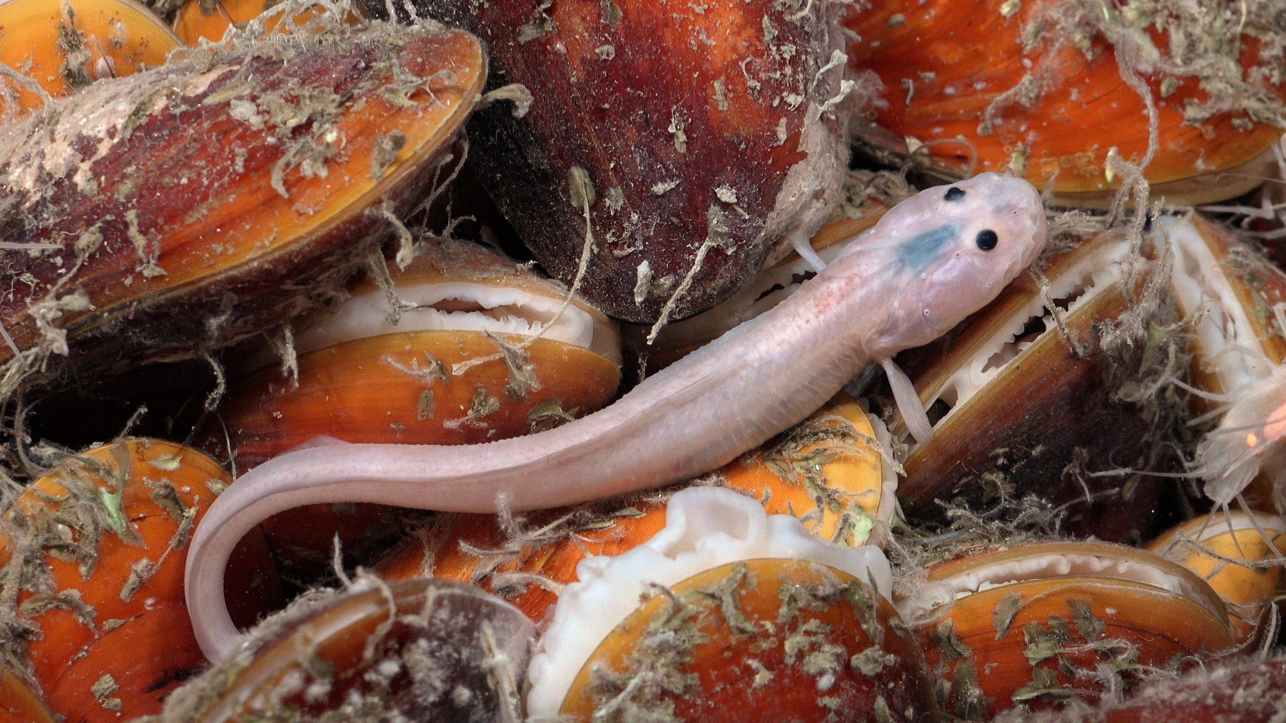 Ein Aalquappen-Fisch (Pachycara caribbaeum) liegt auf einem Teppich aus Muscheln (Gigantidas childressi). Die Muscheln leben nicht wie gewöhnliche Muscheln von Nahrung aus dem Wasser, sondern nutzen Bakterien, die chemische Energie aus ihrer Umgebung gewinnen.