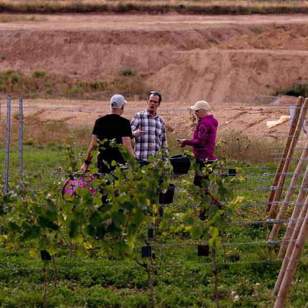Weinlese an der Abbruchkante: Im ehemaligen Flutgebiet in Erftstadt-Blessem wächst heute Weißburgunder.