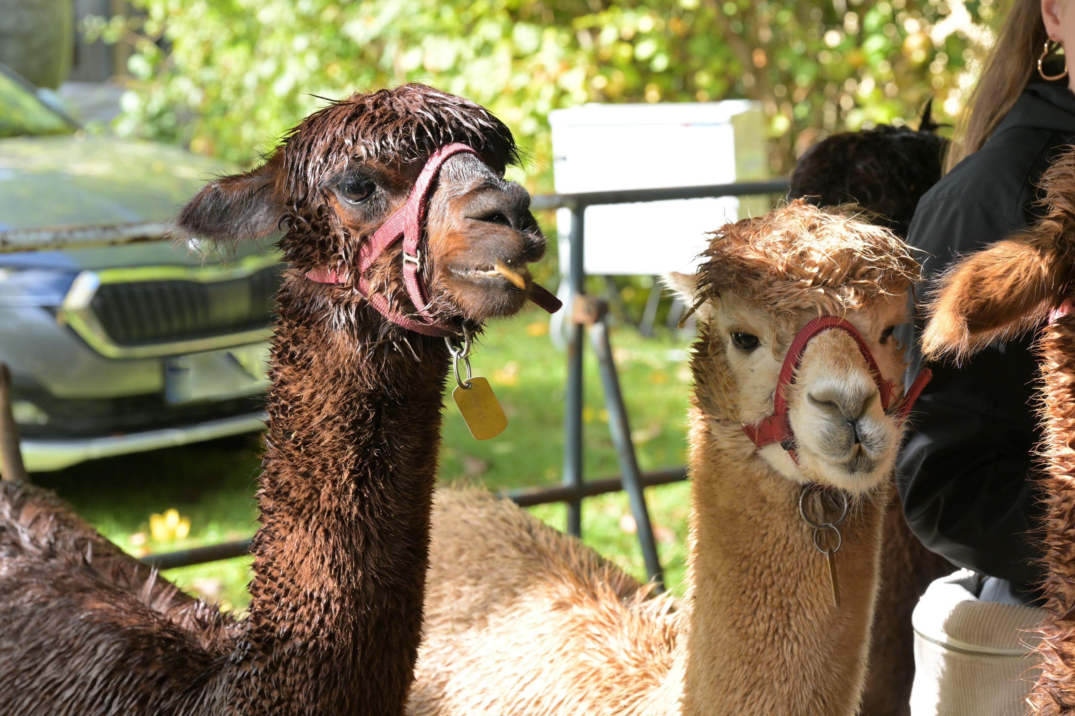 Alpakas beim Herbstmarkt auf Schloss Eulenbroich.