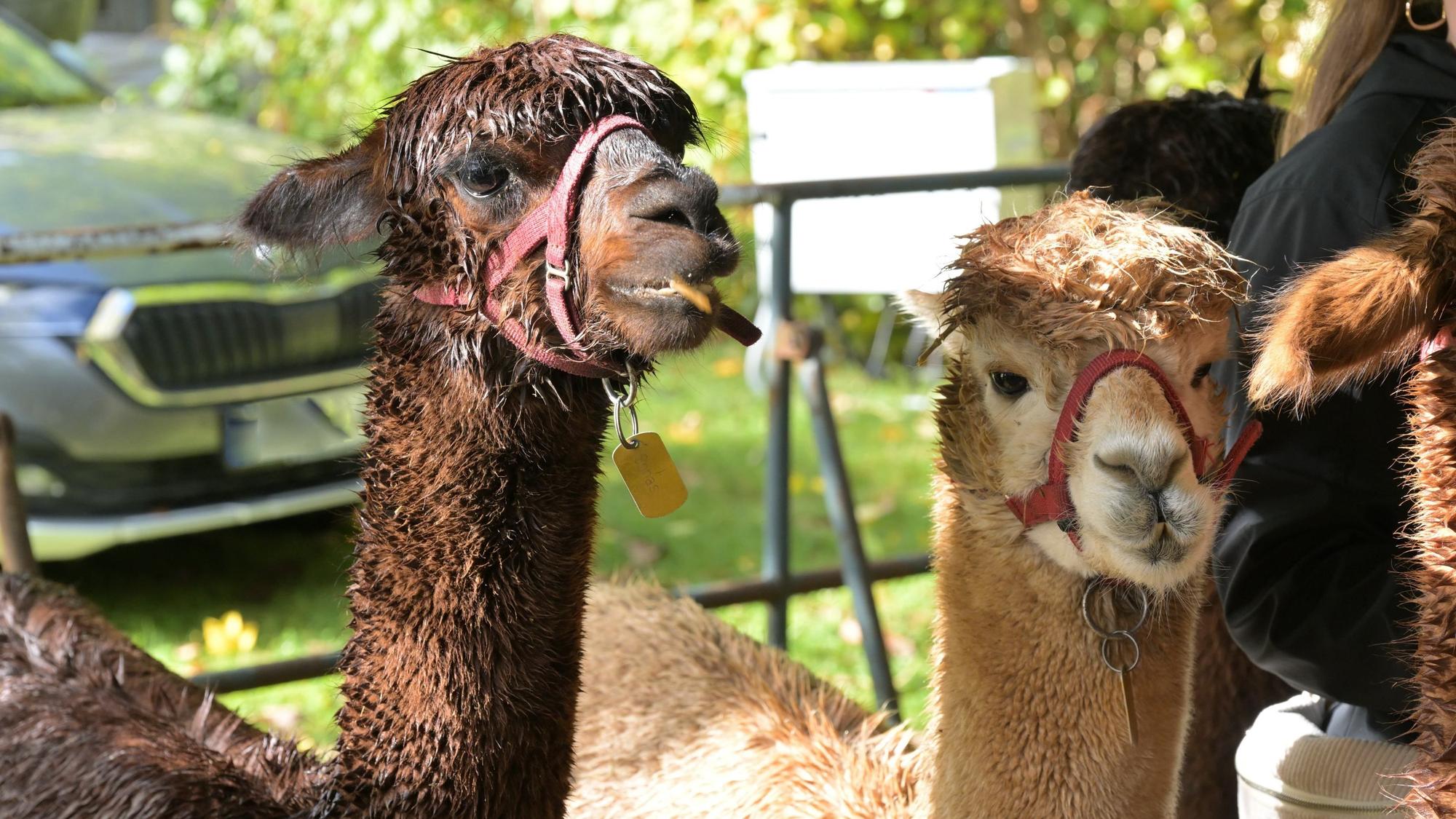 Alpakas beim Herbstmarkt auf Schloss Eulenbroich.