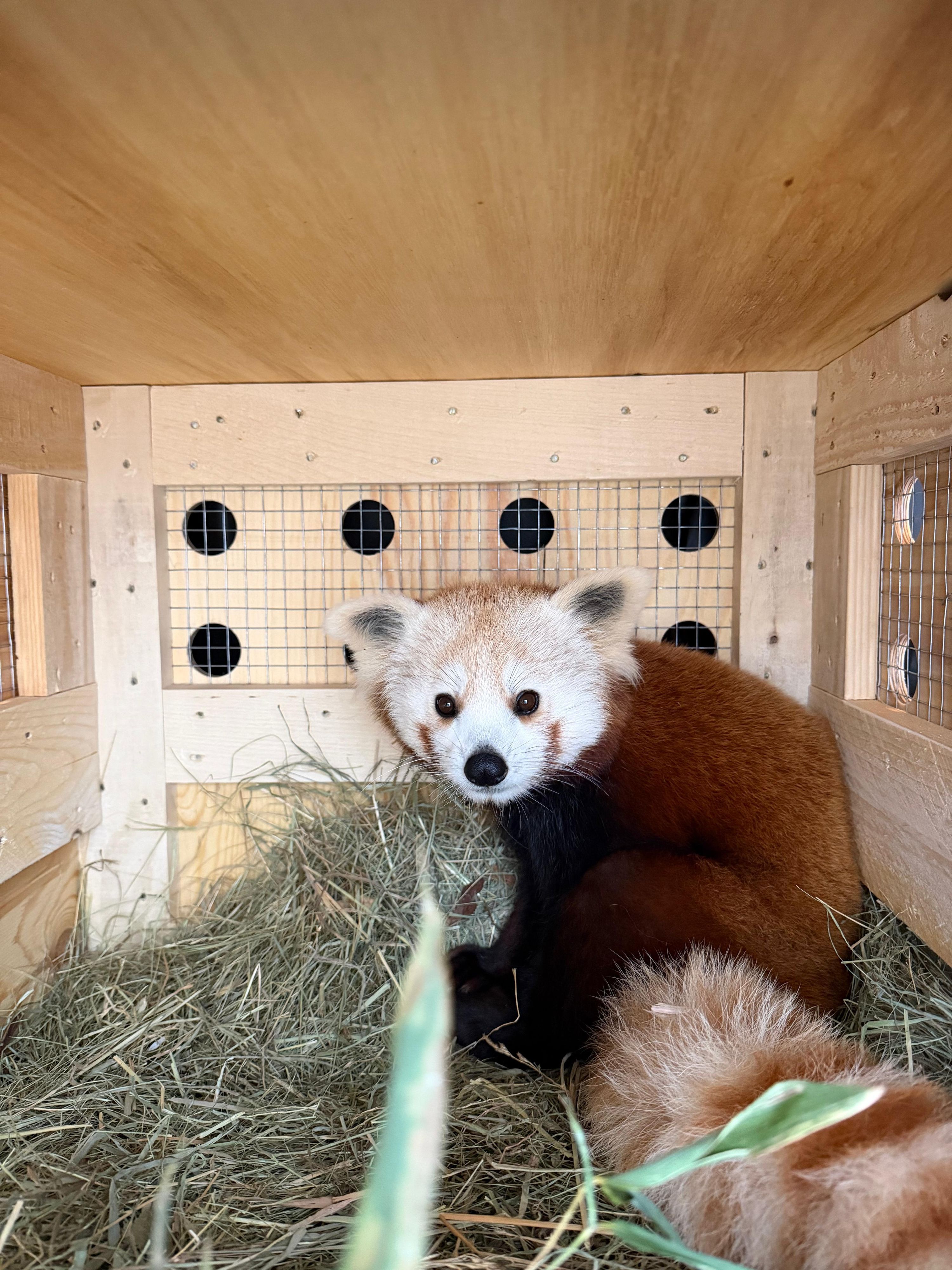 Ein roter Panda ist einer Transportkiste.