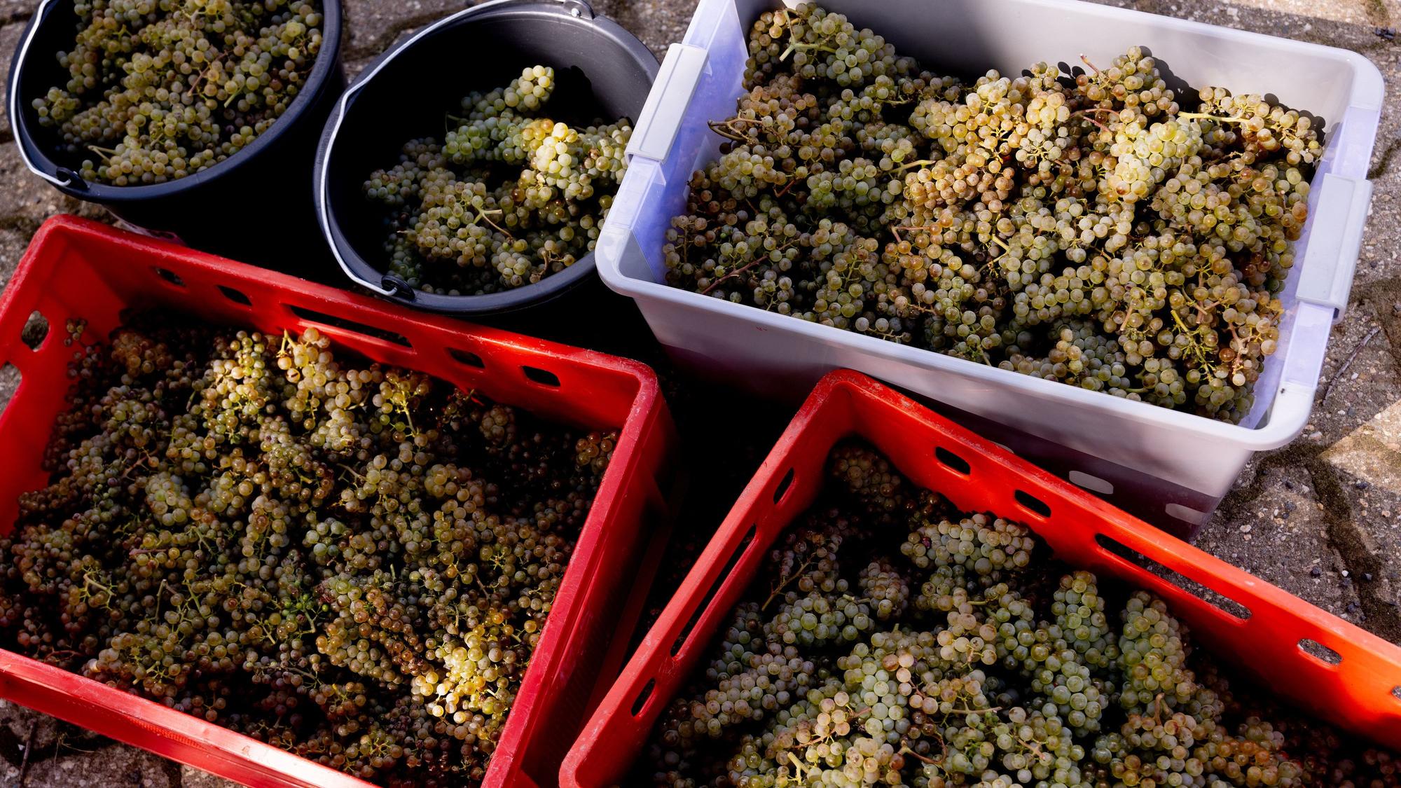 Ernte der ersten Weinlese an der Abbruchkante