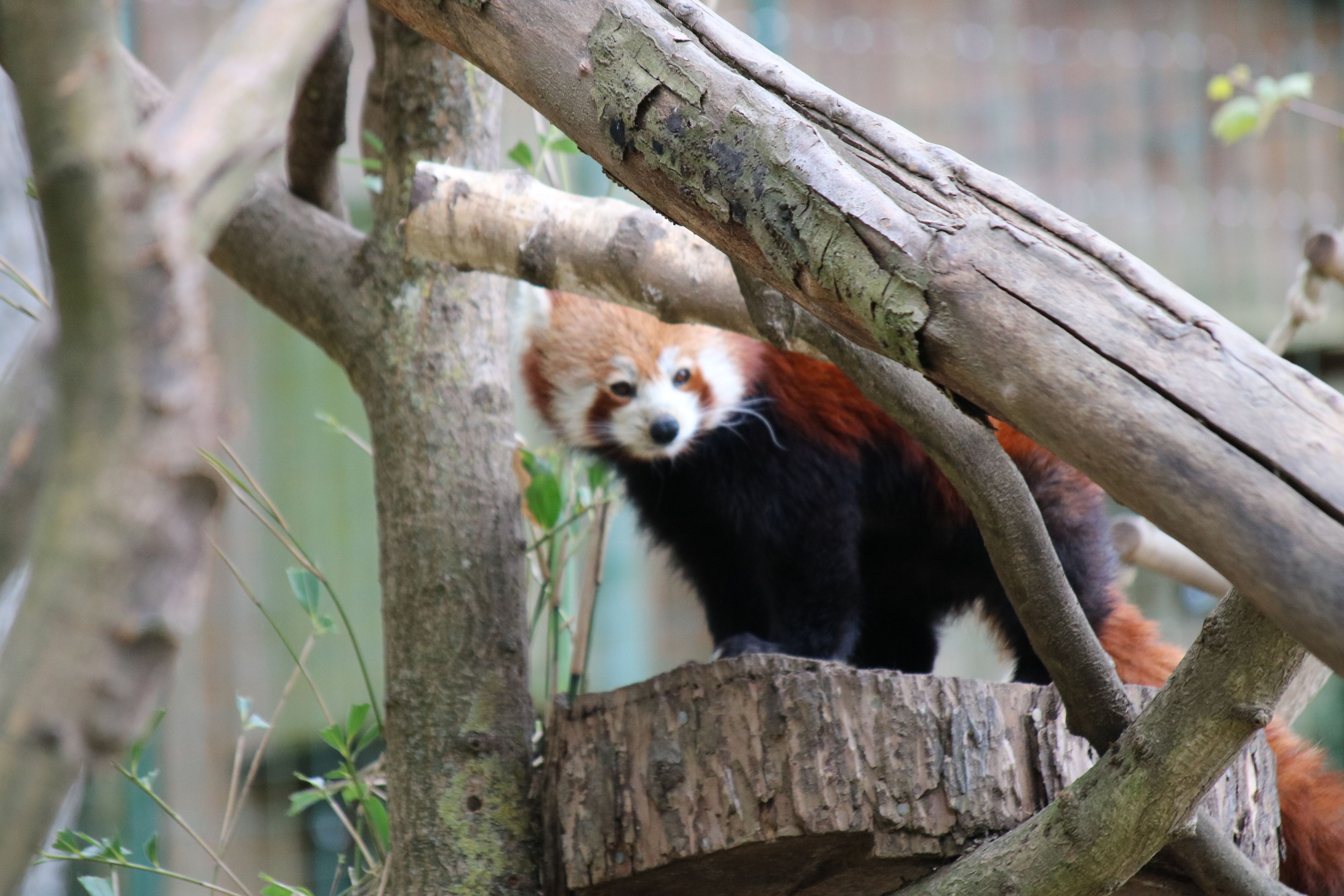 Ein Roter Panda auf einem Baum.
