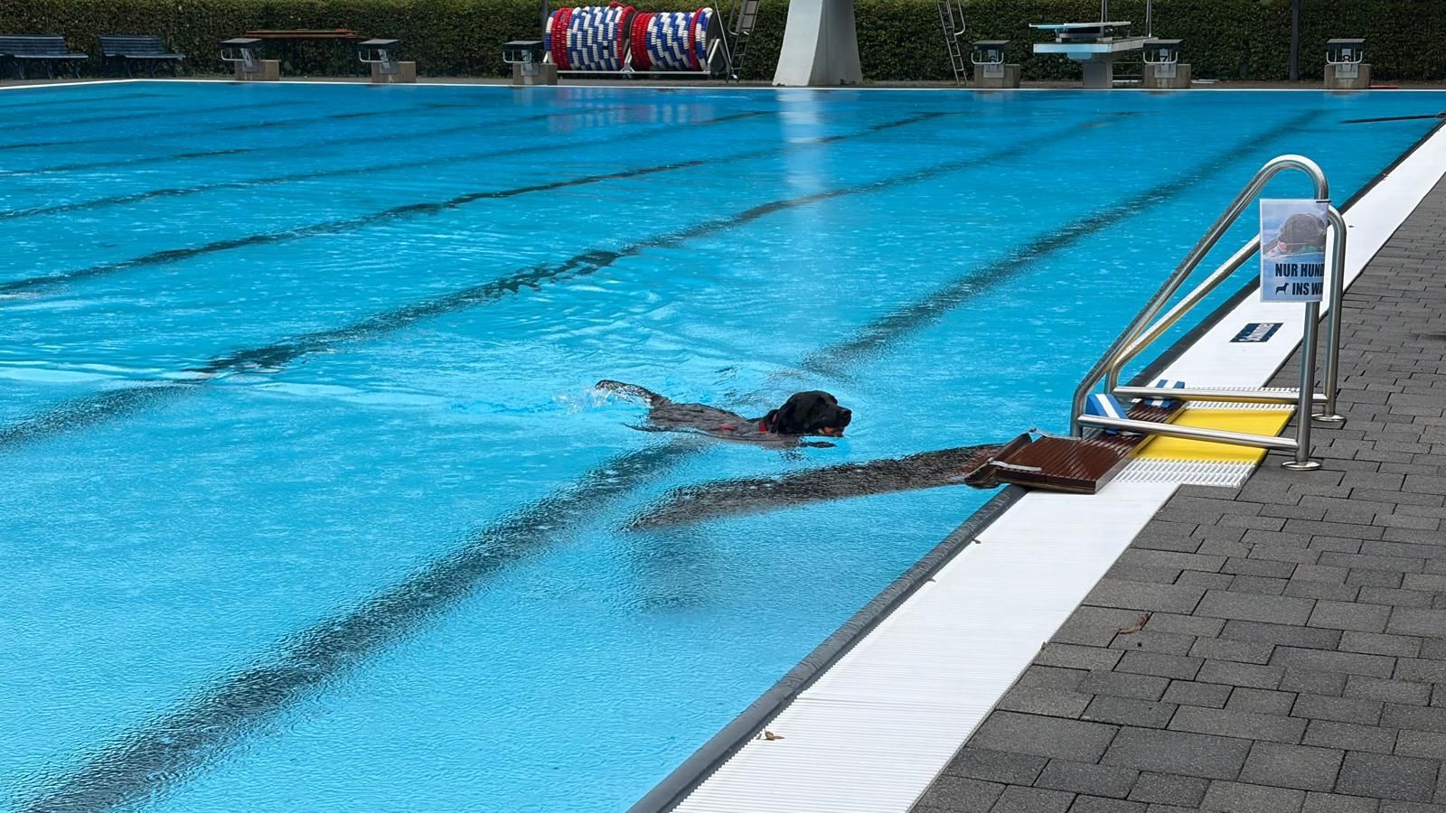 Zusätzliche Hunderampen wurden ins Becken eingesetzt, damit die Tiere selbstständig und möglichst sicher wieder herauskommen.