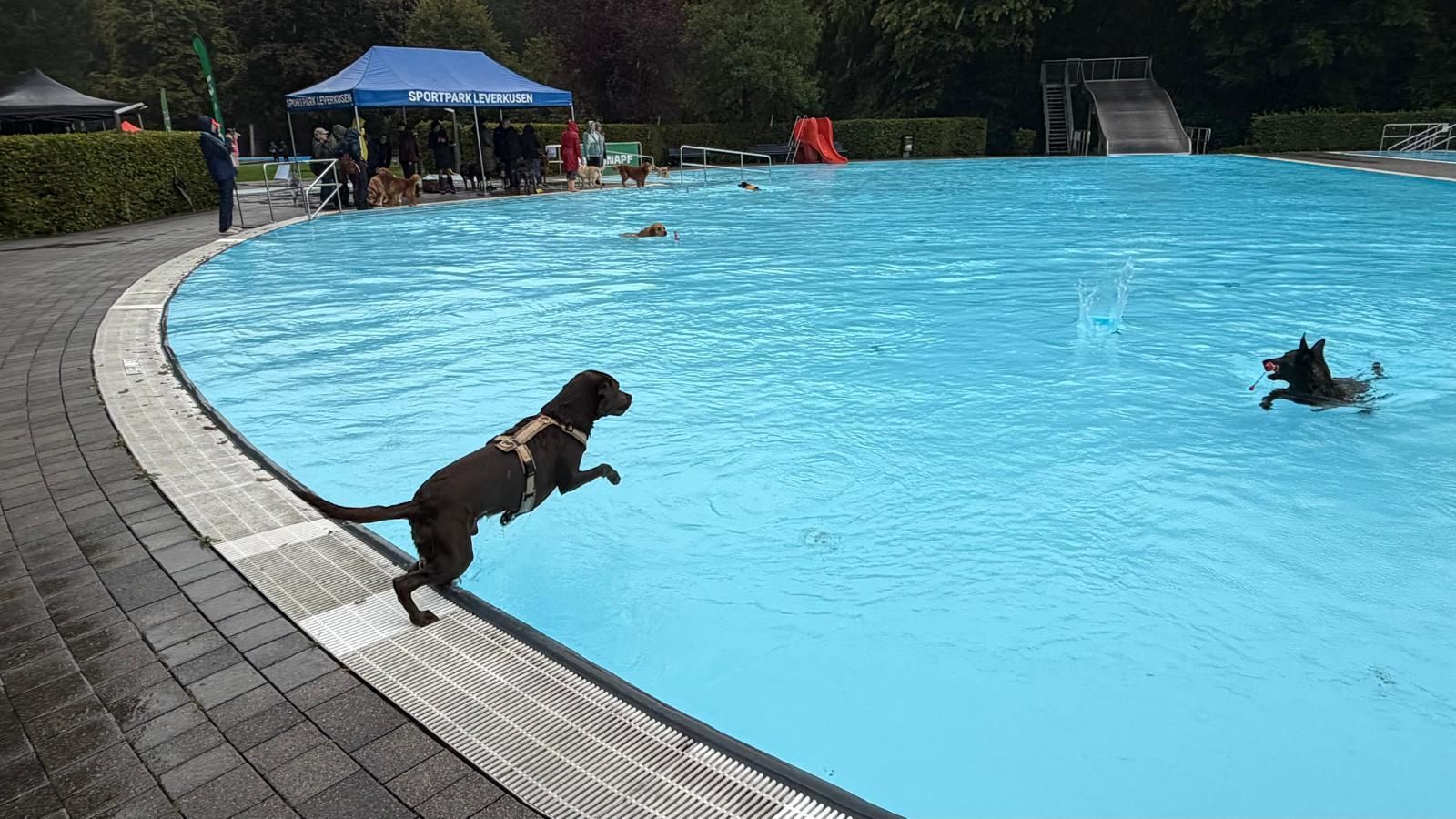 Labrador Fiete springt ins Becken im Freibad Wiembachtal.