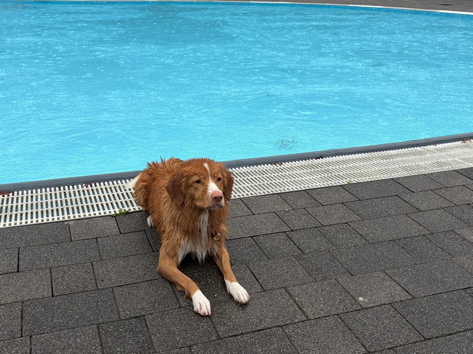 „Die sind wasserbekloppt“, sagt Liskas Besitzerin über Nova Scotia Duck Tolling Retriever.
