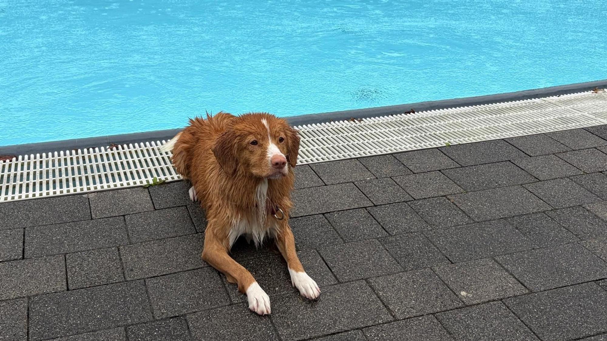 „Die sind wasserbekloppt“, sagt Liskas Besitzerin über Nova Scotia Duck Tolling Retriever.