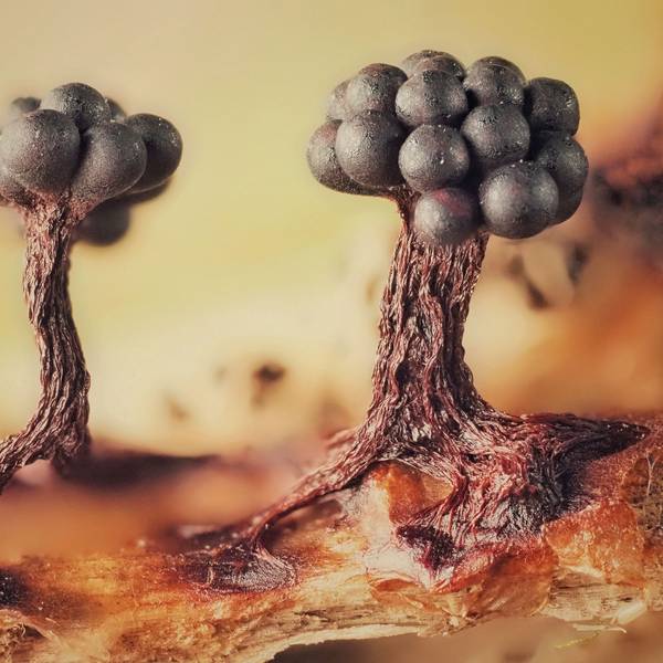Was auf diesem Foto wie die Vegetation eines Star-Wars-Planeten anmutet, sind die Sporocarpien, also spezifische Fortpflanzungsorgane.