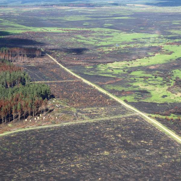 Zerstörung nach den Waldbränden im Hohen Venn