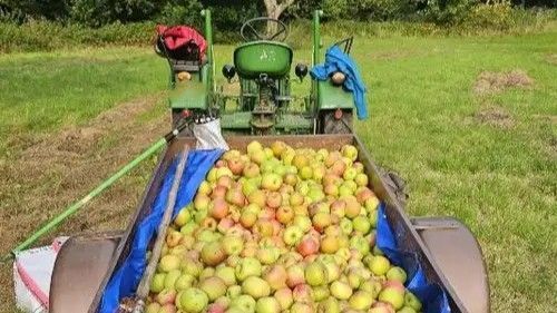 Es ist ein kleiner Traktor mit Anhänger, der viele Äpfel trägt, zu sehen.